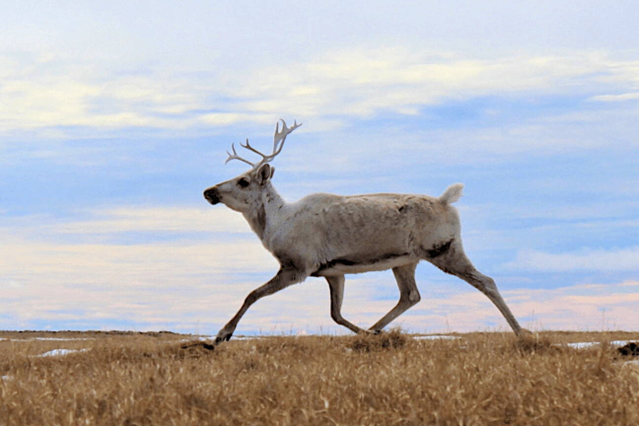 A female caribou runs near Teshekpuk Lake in the National Petroleum Reserve in Alaska on June 12, 2022. The Teshekpuk Caribou Herd gives birth to its calves in the land around the vast lake, the largest on the North Slope. (Ashley Sabatino/ U.S. Bureau of Land Management)