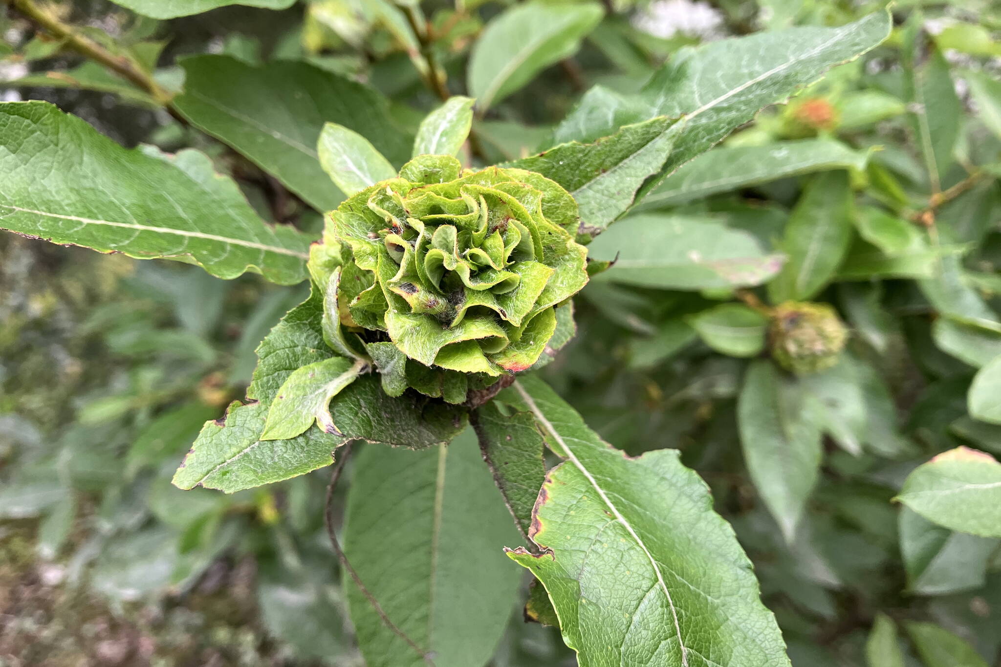 A willow rose develops in late summer. (Photo by Mary F. Willson)