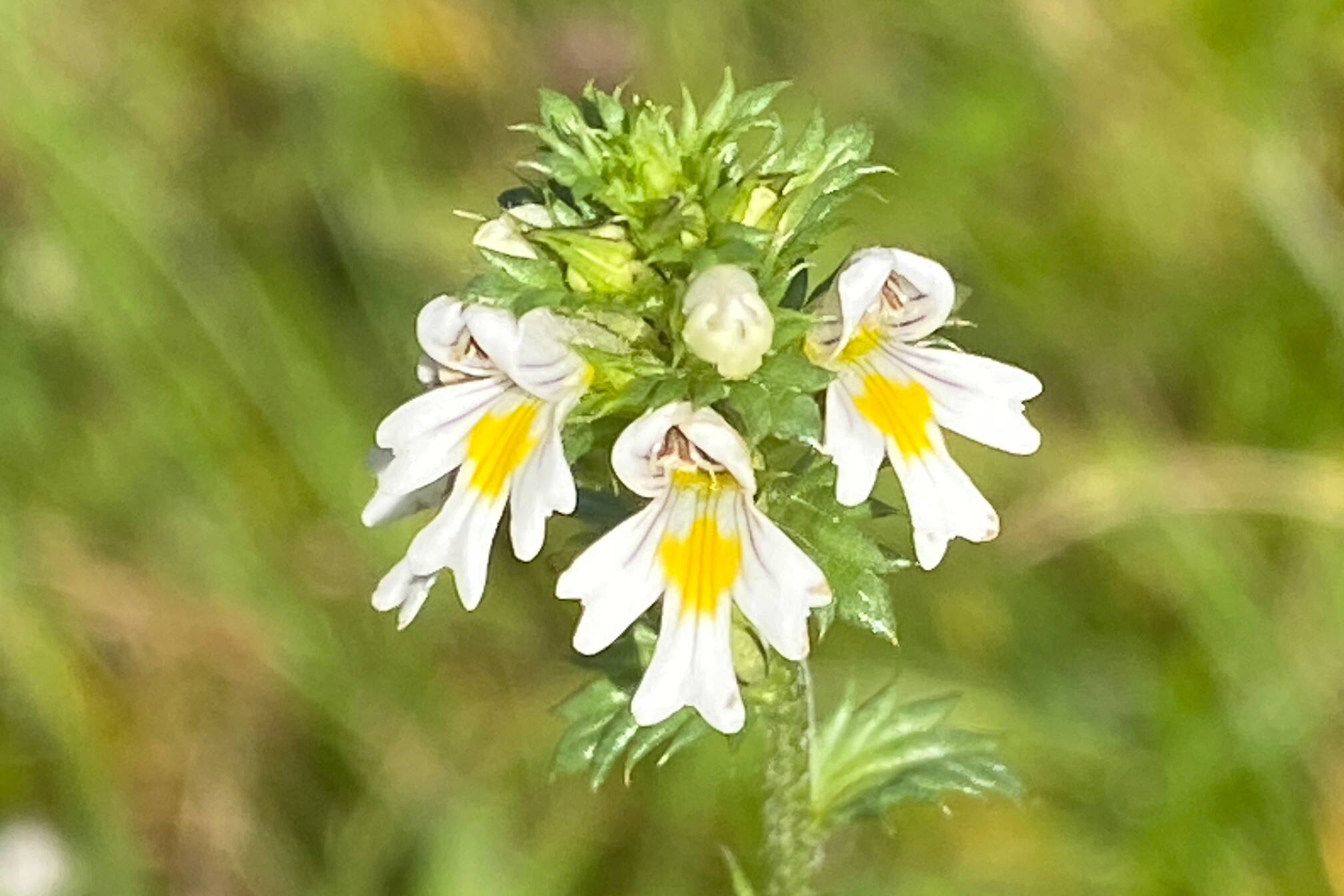 Eyebright flowers occur in abundance along local trails. (Photo by Denise Carroll)