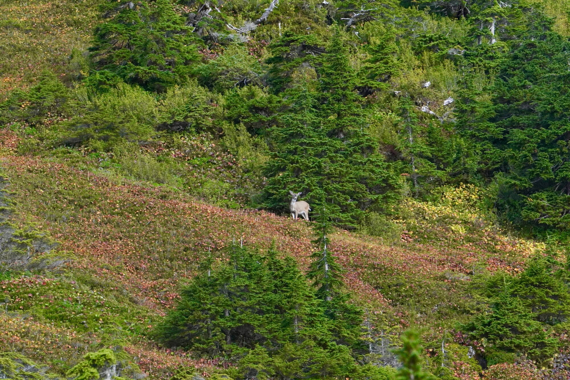 A blacktail doe stares down the author on Sunday. (Photo by Jeff Lund)