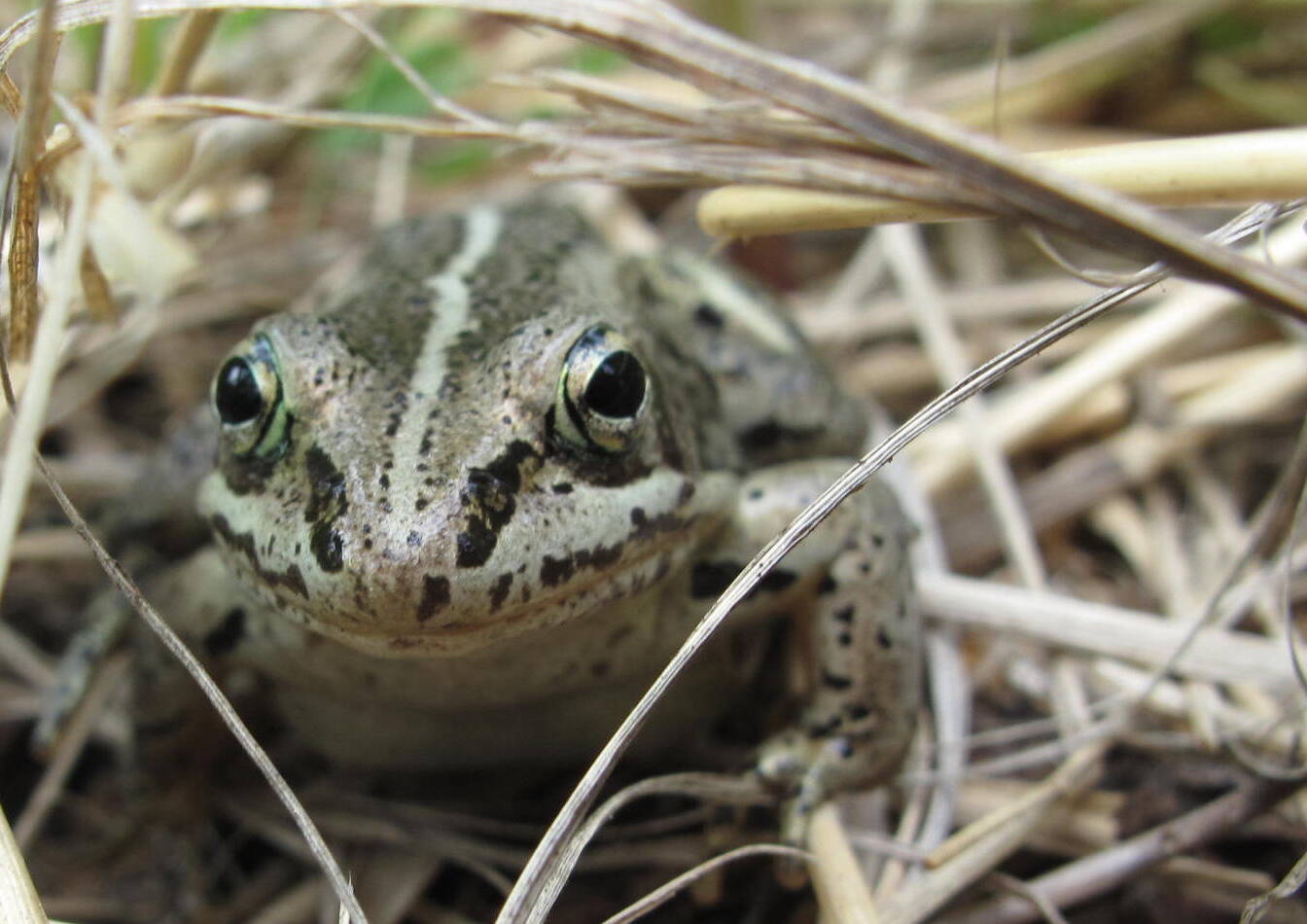 A wood frog pauses in the forest just off the Yukon River near the mouth of the Nation River. (Photo by Ned Rozell)