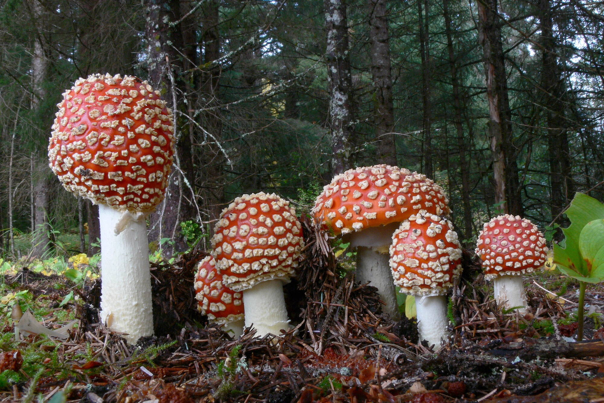 Amanita mushrooms are large, white-spotted, and usually red. (Photo by Bob Armstrong)