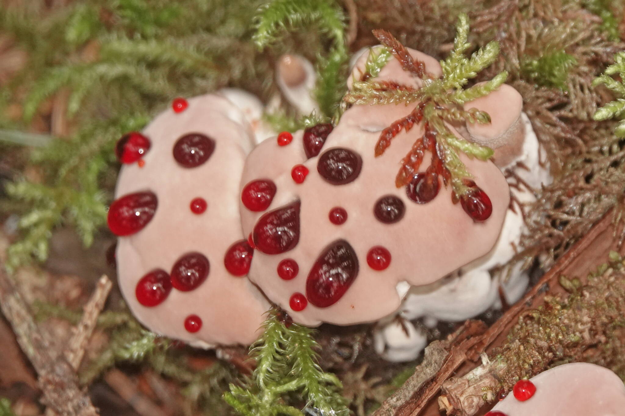 A young bleeding tooth mushroom sheds excess water in red drops. (Photo by Bob Armstrong)