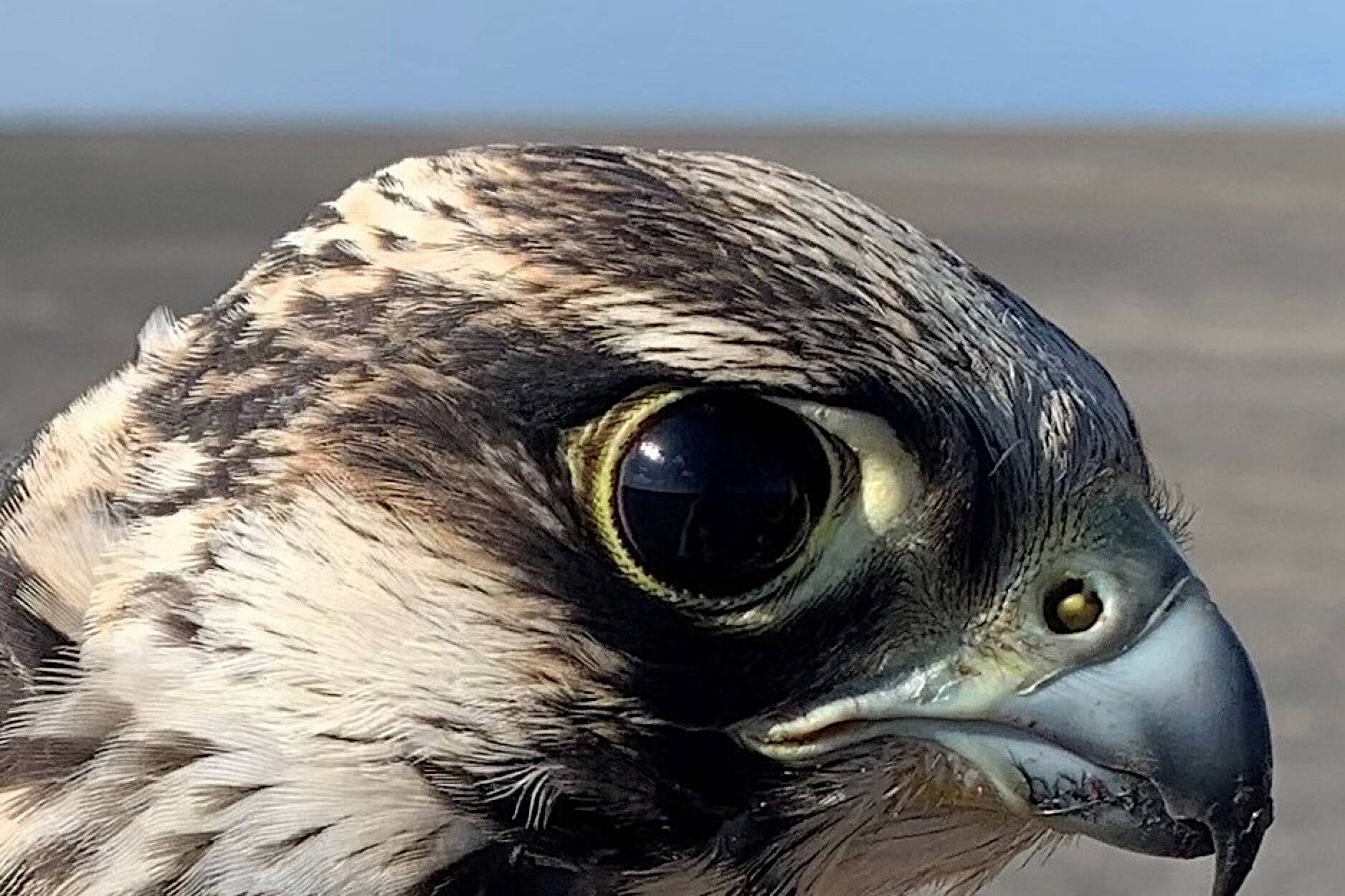 A male peregrine falcon that hatched in 2023 looks at the biologist who captured him on South Padre Island in Texas in late 2023. (Photo courtesy Padre Island Peregrine Falcon Survey)