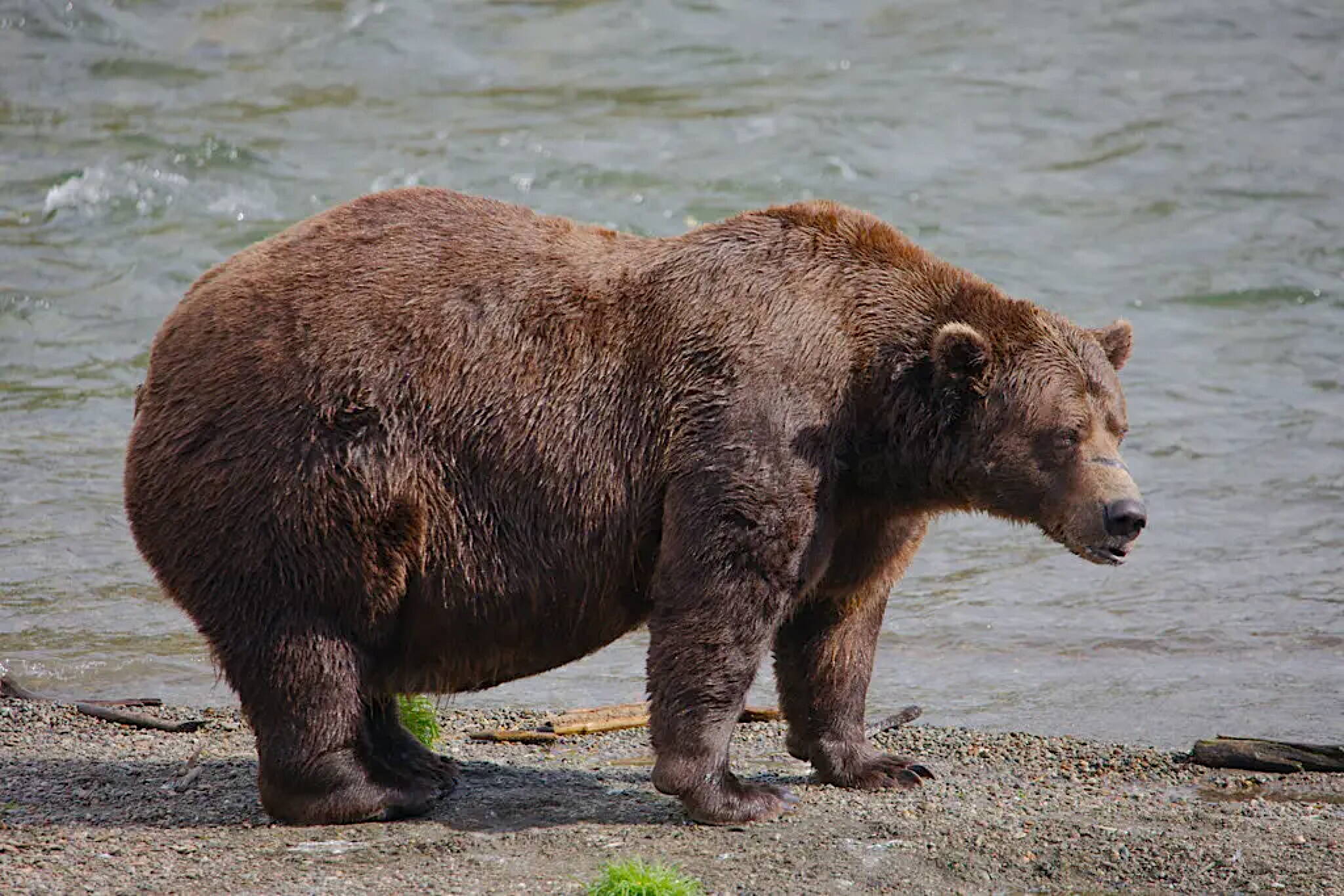 32 Chunk is competing in this years Fat Bear Week, after he made a lot of progress on his salmon-eating goals this summer. (E. Johnston/National Park Service)