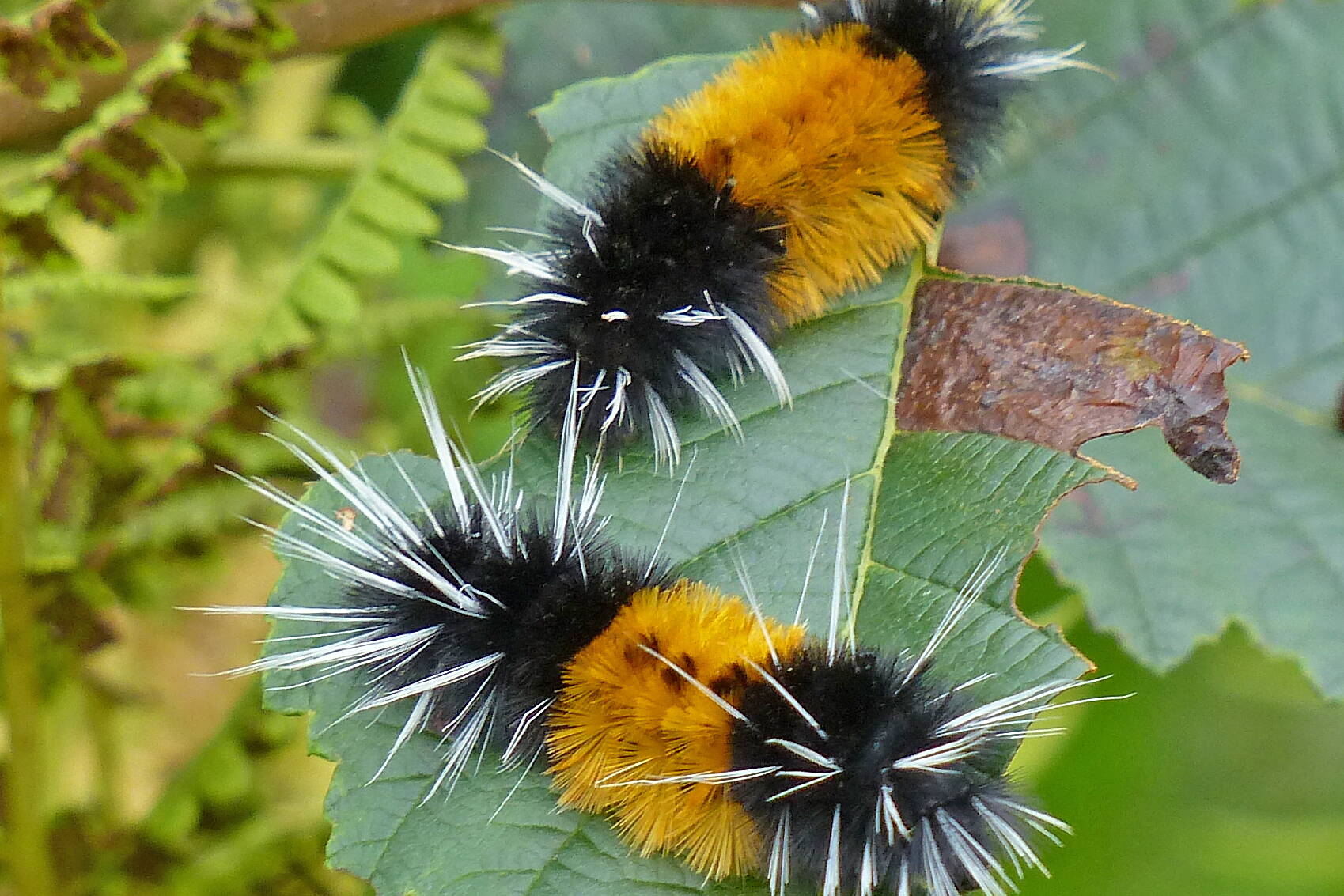 Spotted tussock moth caterpillars are the local version of woolly bears. (Photo by Bob Armstong)