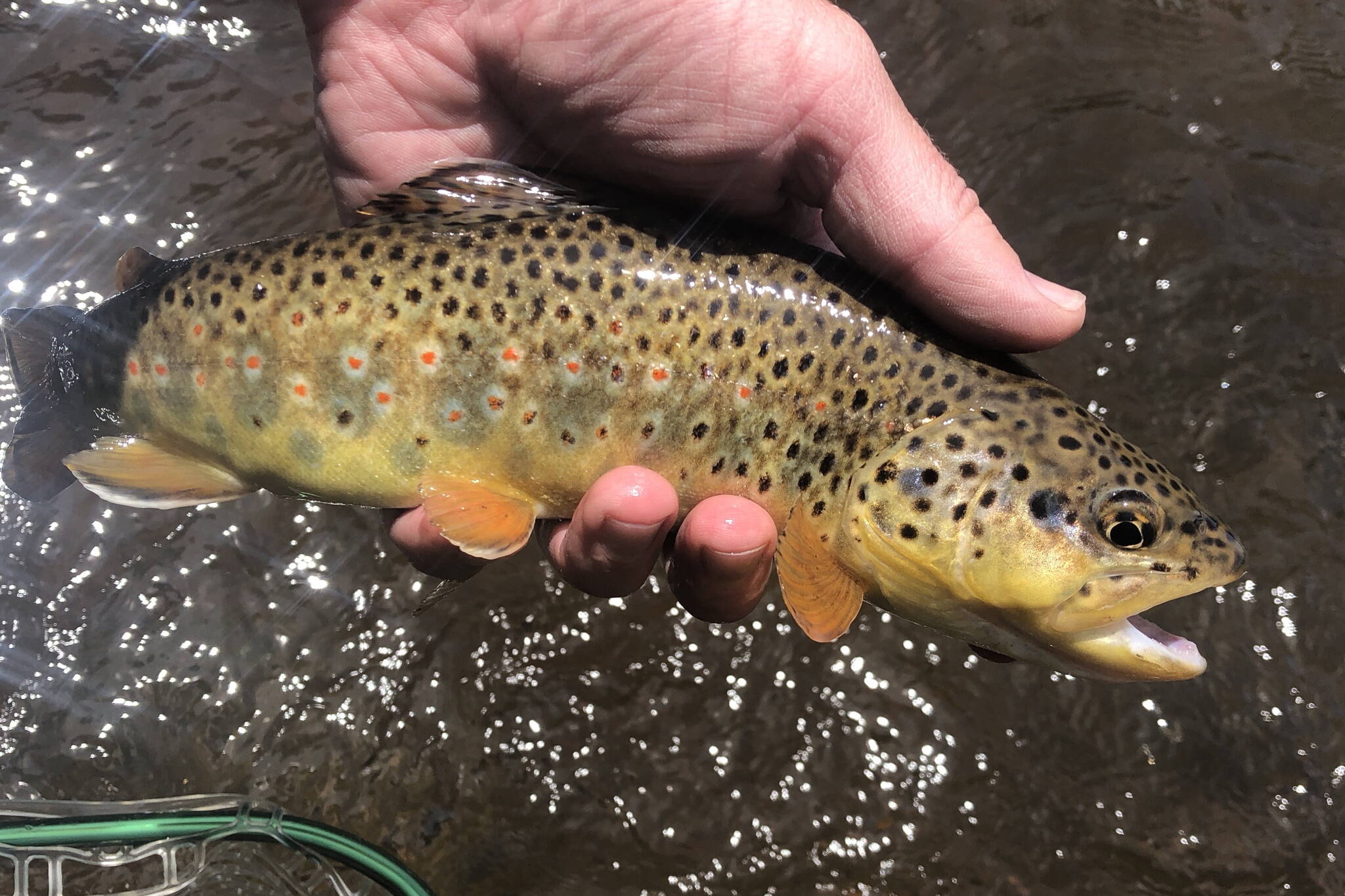 The author with a brown trout caught on the Frying Pan river in Colorado, a favorite river of writer John Gierach who passed away Oct. 3. (Photo by Jeff Lund)