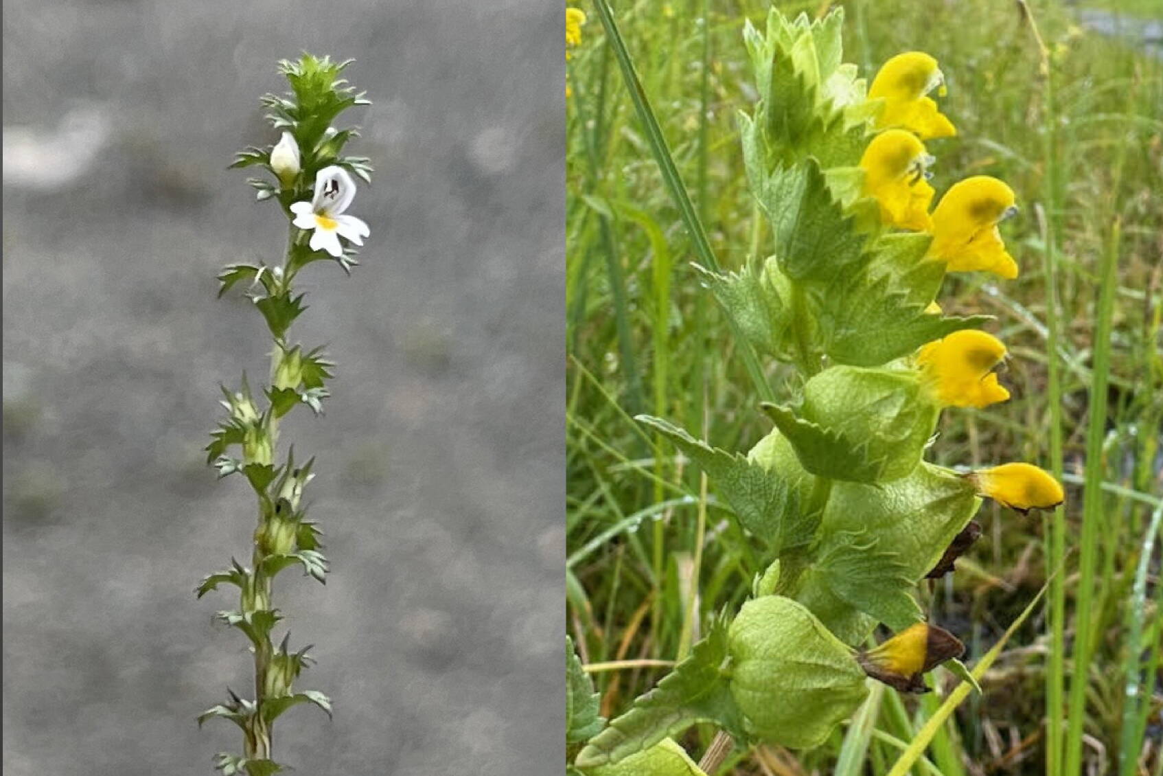 At the end of the season, eyebright flowers (left) adorn the top of the flowering stem. At right, yellow rattle (or rattle pod) has a long flowering season. (Left photo by KM Hocker, right photo by Deana Barajas)