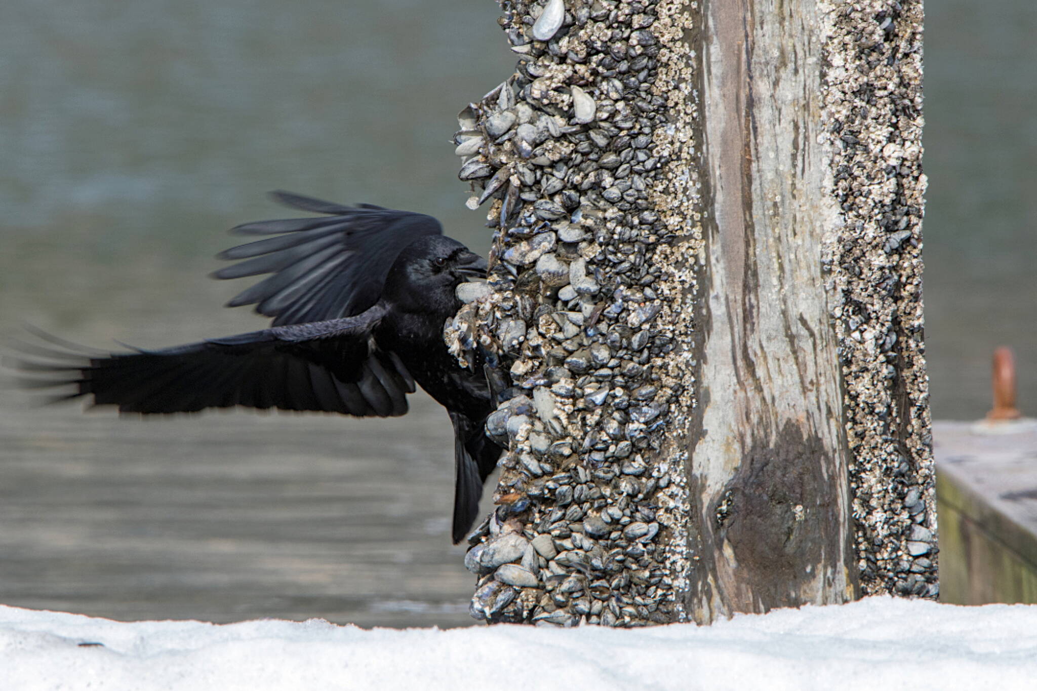 A crow pulls mussels from a dock piling. (Photo by Jos Bakker)