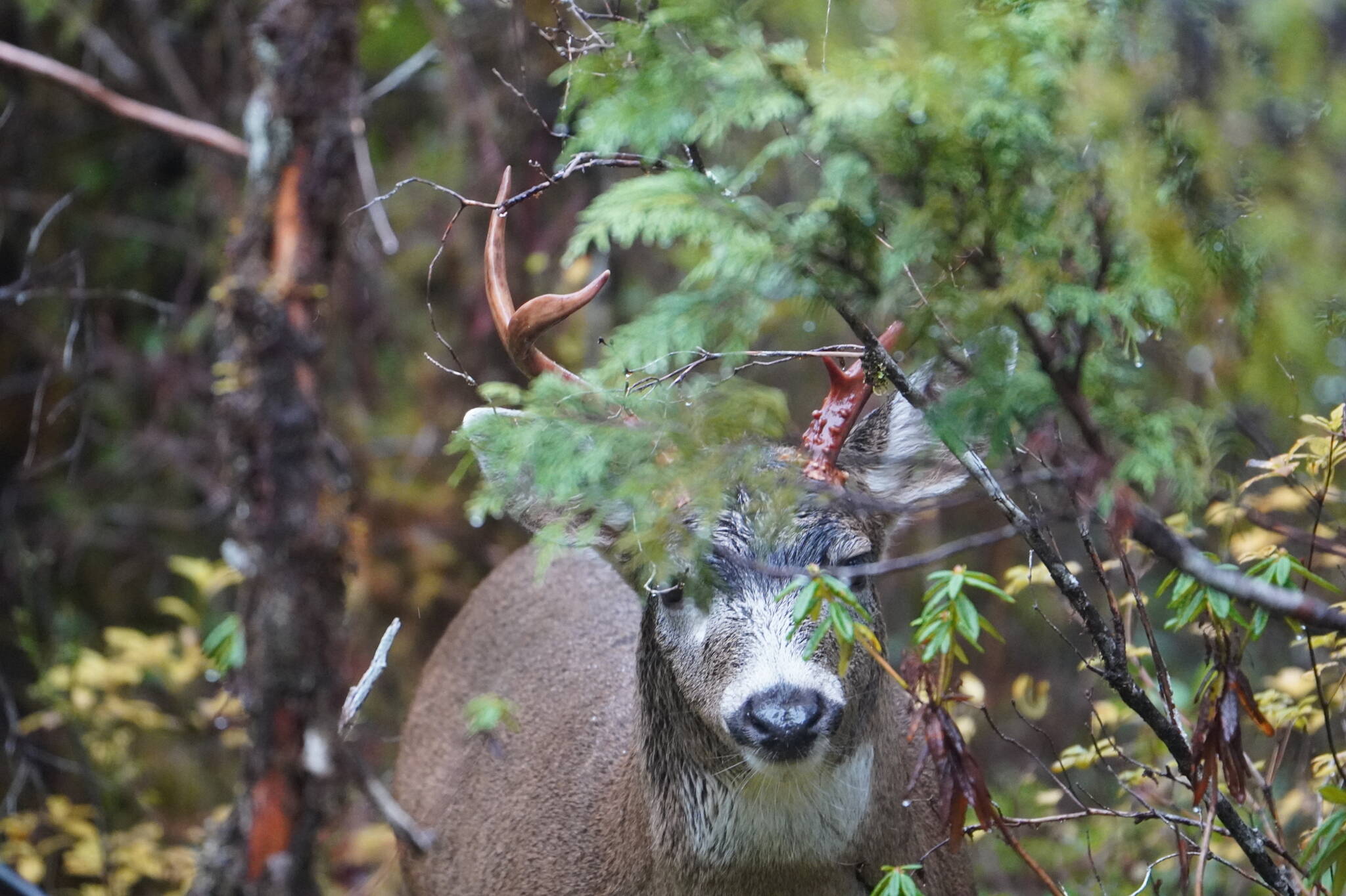 A blacktail buck approaches the author. (Photo by Jeff Lund)