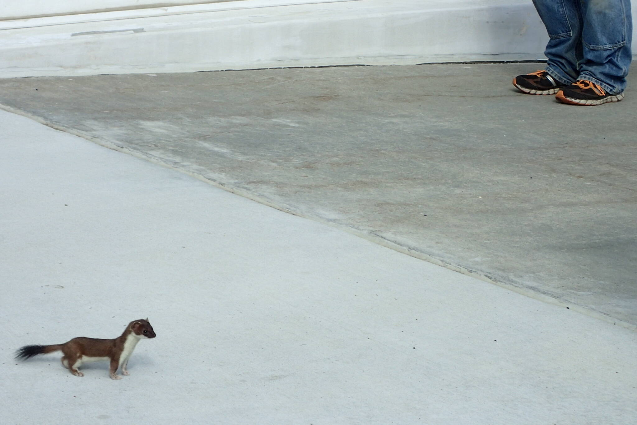 A short-tailed weasel pauses at the entrance to a building on the campus of the University of Alaska Fairbanks. (Photo by Ned Rozell)