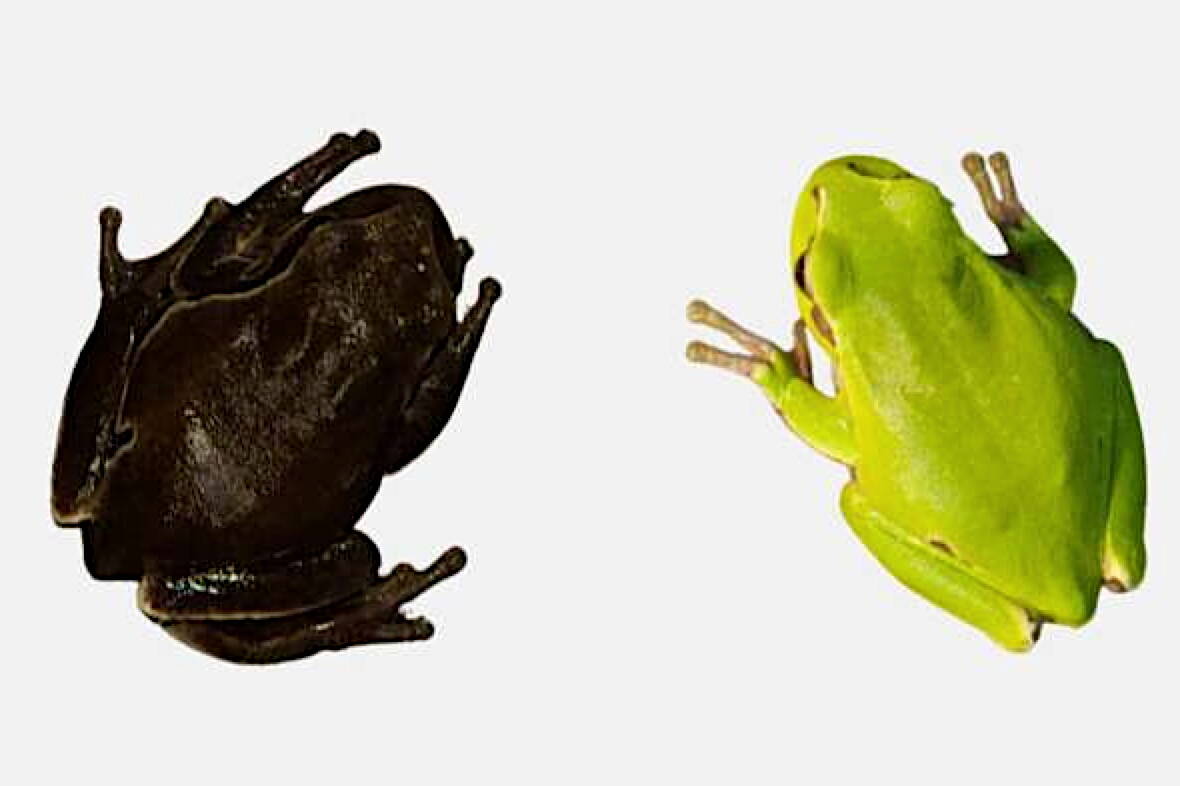 Extremes of the colour gradient of the Eastern San Antonio frog (Hyla orientalis). On the left, a specimen captured in Chernobyl inside the high contamination zone; on the right, a specimen captured outside the Exclusion Zone. (Germán Orizaola/Pablo Burraco, republished under a Creative Commons license)