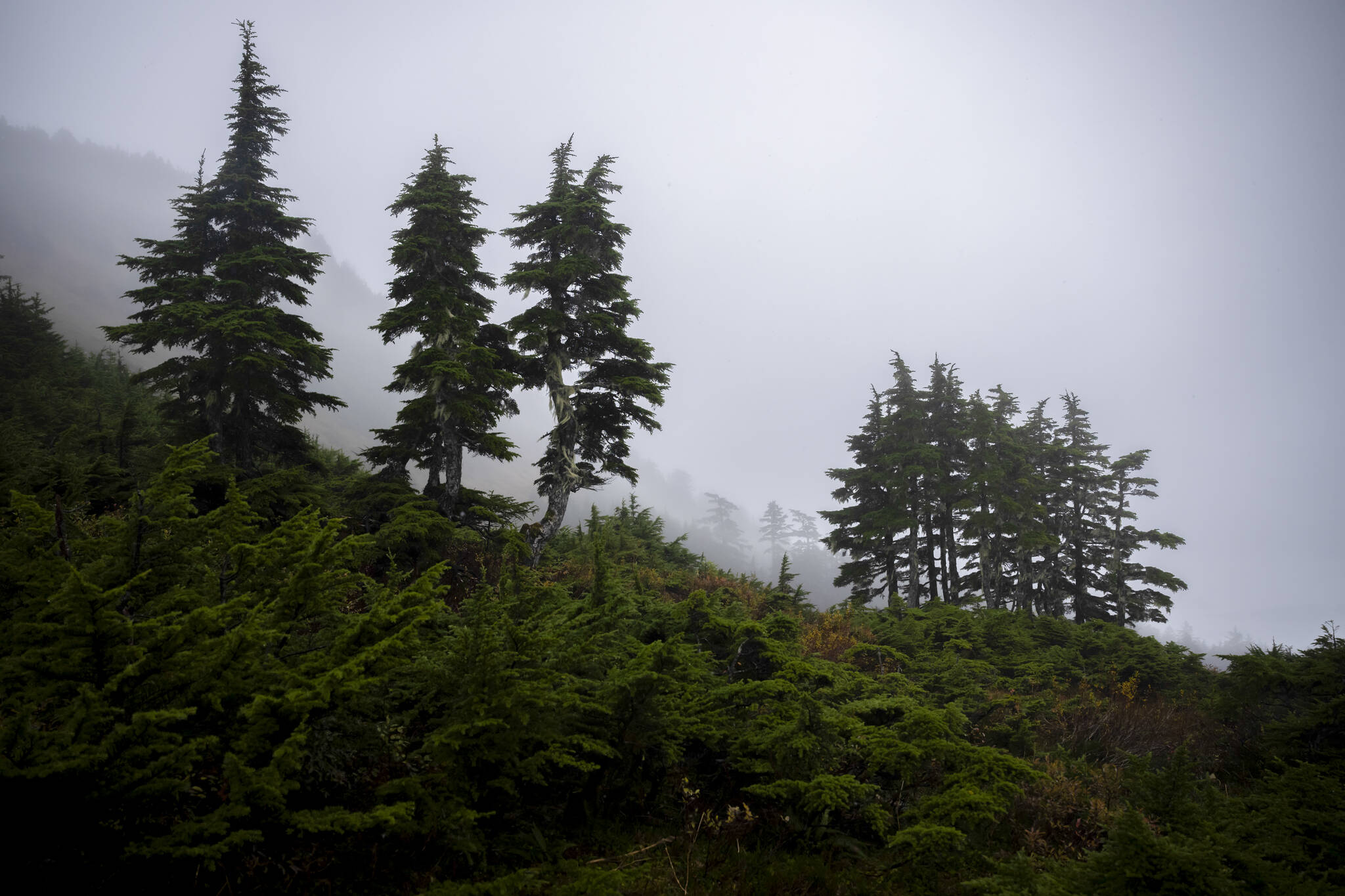 The Tongass National Forest near Sitka on Oct. 10, 2024. The remains of a hunter who the authorities believe was fatally mauled by a bear were recovered on Wednesday, Oct. 30, 2024, from a remote region in Alaska where such attacks are rare. (Christopher Miller/The New York Times)