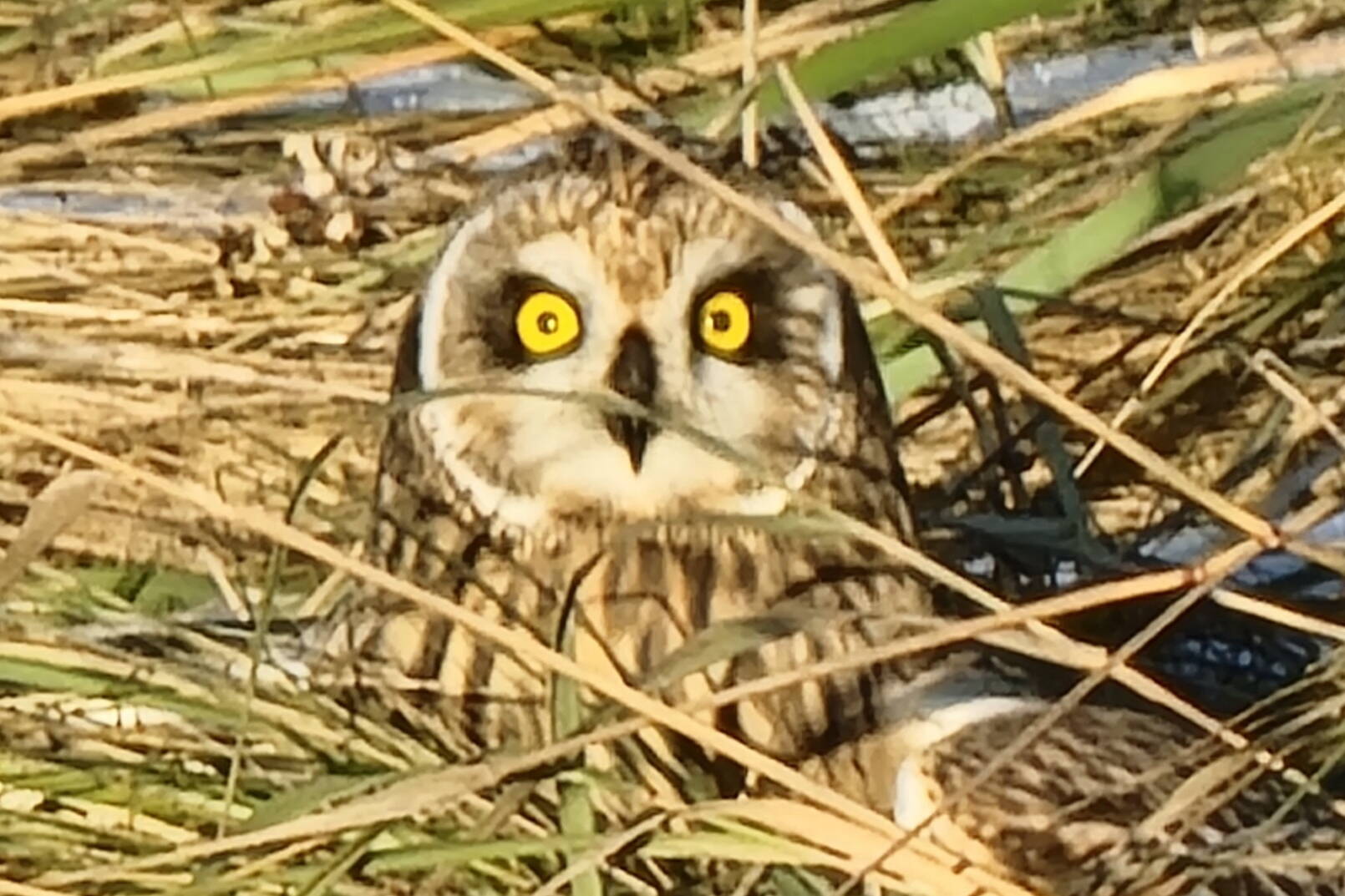 A short-eared owl pounced on something deep in the grass. (Photo by Greg Chaney)