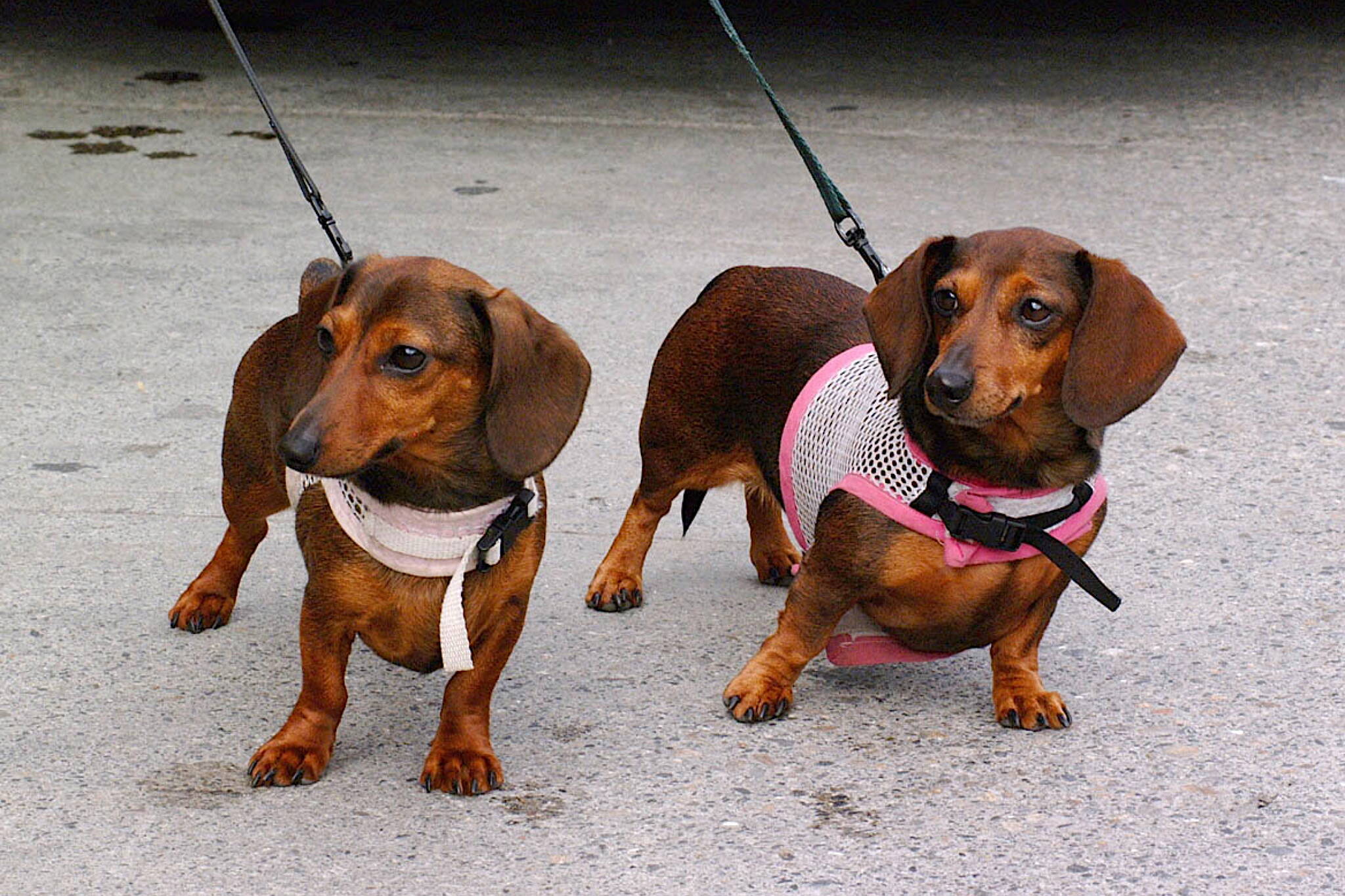 A pair of Petersburg wiener dogs. (Klas Stolpe / Juneau Empire)