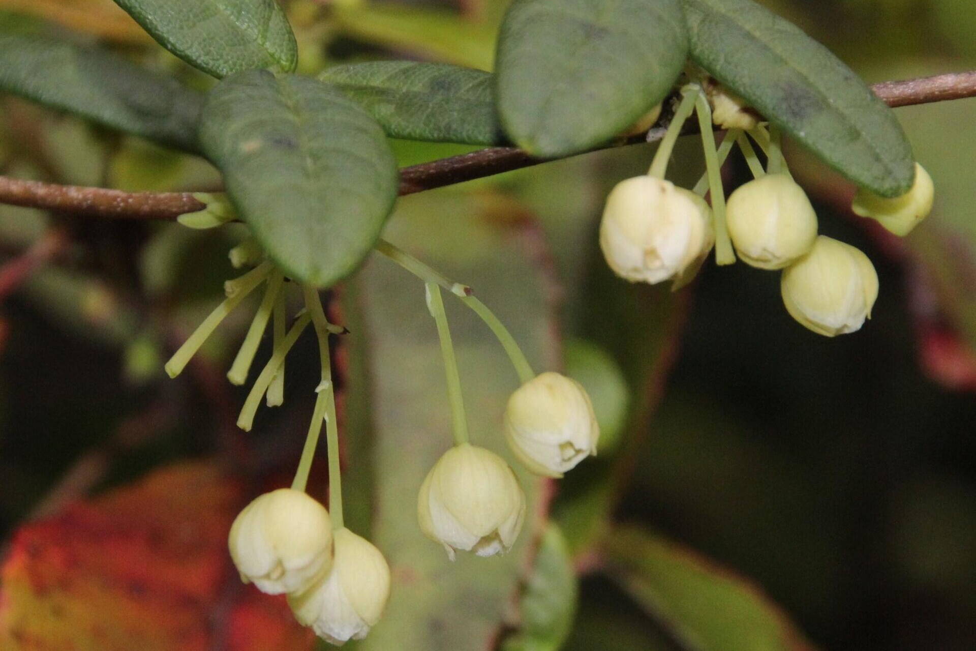 A Boquila trifoliolata in Parque Nacional Puyehue, Chile. (Tony Rebelo / CC BY-SA 4.0)