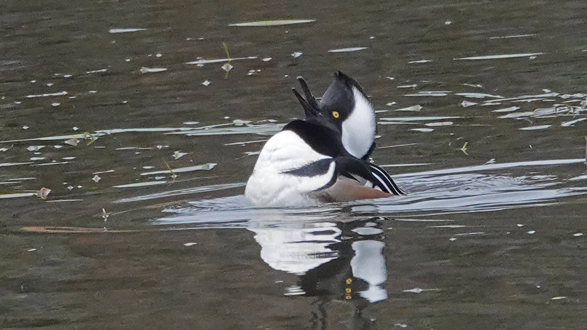 A male hooded merganser shows off his flashy plumage. (Photo by Bob Armstrong)