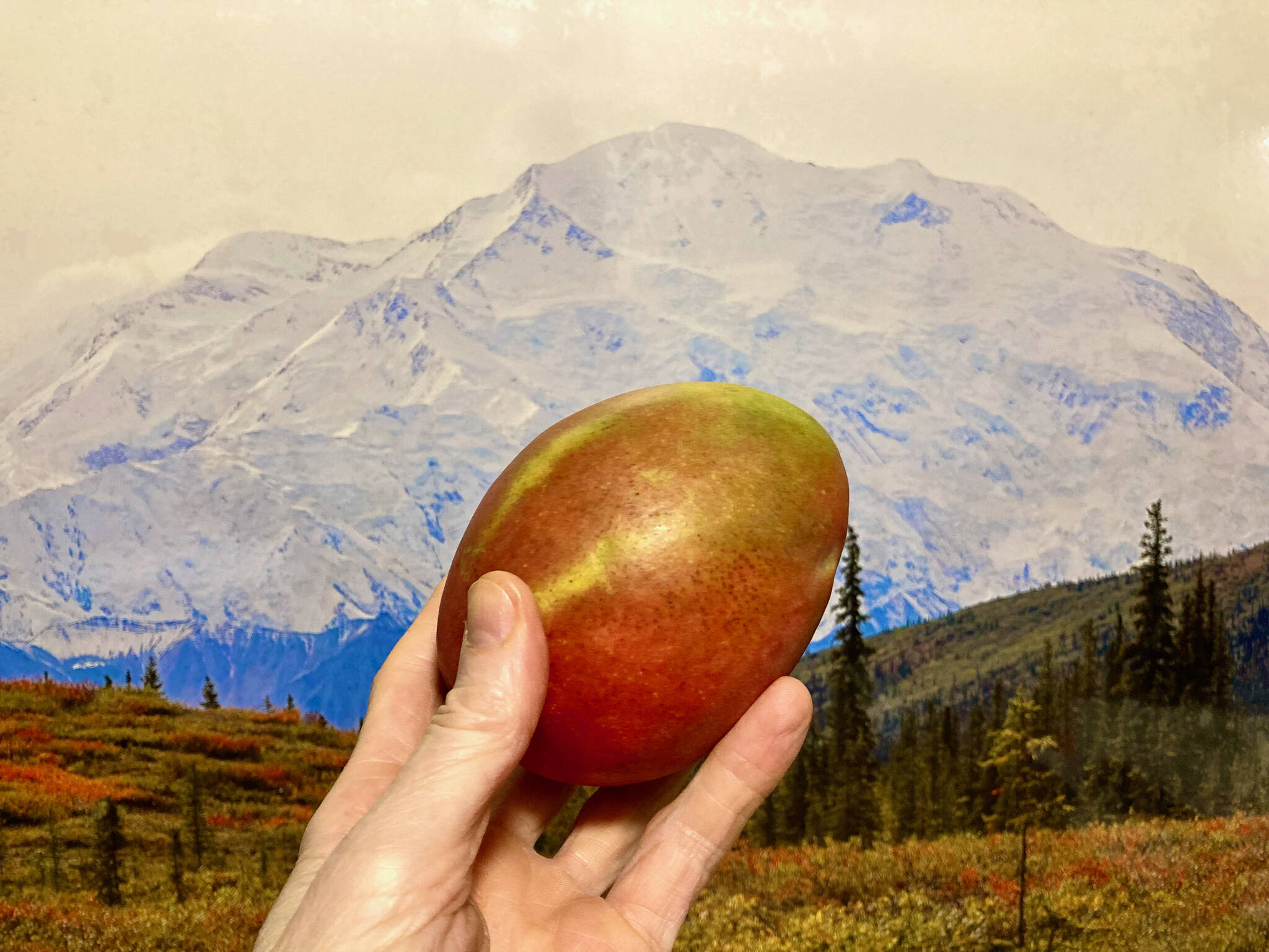 The mango. The fruit of champions and of those that struggle with fruit. (Klas Stolpe / Juneau Empire)