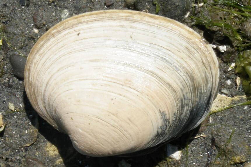 A butter clam. Butter clams are found from the Aleutian Islands to the California coast. They are known to retain algal toxins longer than other species of shellfish. (Photo provided by the Washington Department of Fish and Wildlife)