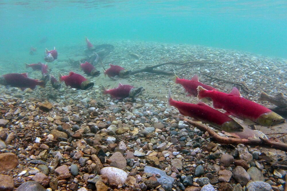 Spawning sockeye salmon returning from Bristol Bay swim in 2013 in Lake Clark National Park and Preserve’s Tazimina Lake. Sockeye salmon, also known as red salmon, accounted for about two-thirds of the value to commercial fishers of this year’s total Alaska salmon catch. (D. Young/National Park Service)