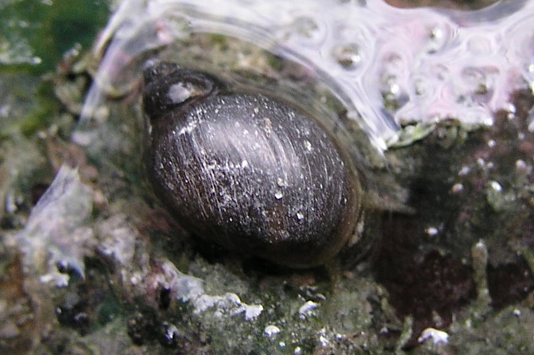 A Banff Snail (Physella johnsoni), about 3.5 millimeters in size, in a hot spring pool. (Paul M.K. Gordon / CC BY-SA 2.5)