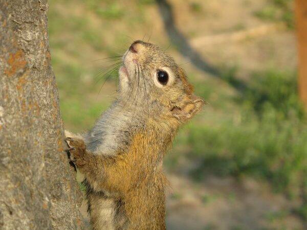 A red squirrel pauses on a tree on the University of Alaska Fairbanks campus. (Photo by Ned Rozell)