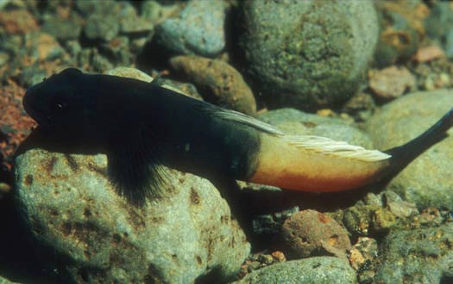 A climbing goby known as ‘o’opu ‘alamo’o, or Hawaiian freshwater goby. (Hawaii Department of Land and Natural Resources photo)