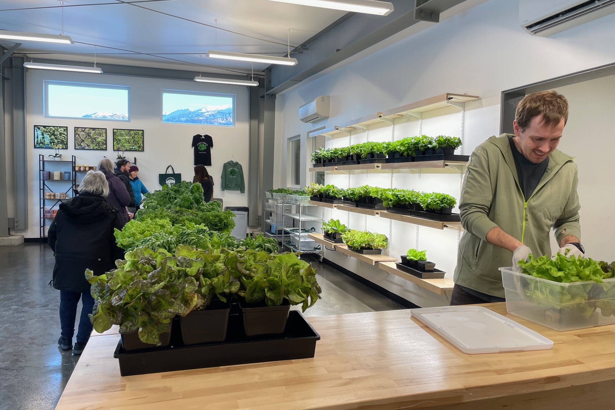 Juneau Greens owner John Krapek prepares a box of fresh greens for a subscriber while Amy White serves customers at the other end of the long counter at the new hydroponic farm that opened in November at 7820 Honsinger Drive. (Laurie Craig / Juneau Empire)