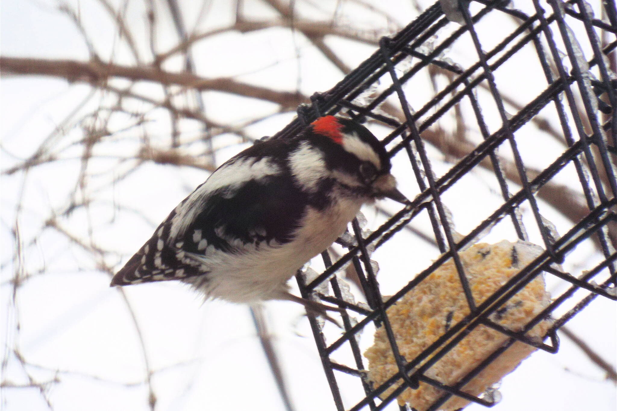 A male downy woodpecker pecks at a suet block with its small bill. (Photo by Steve Willson)