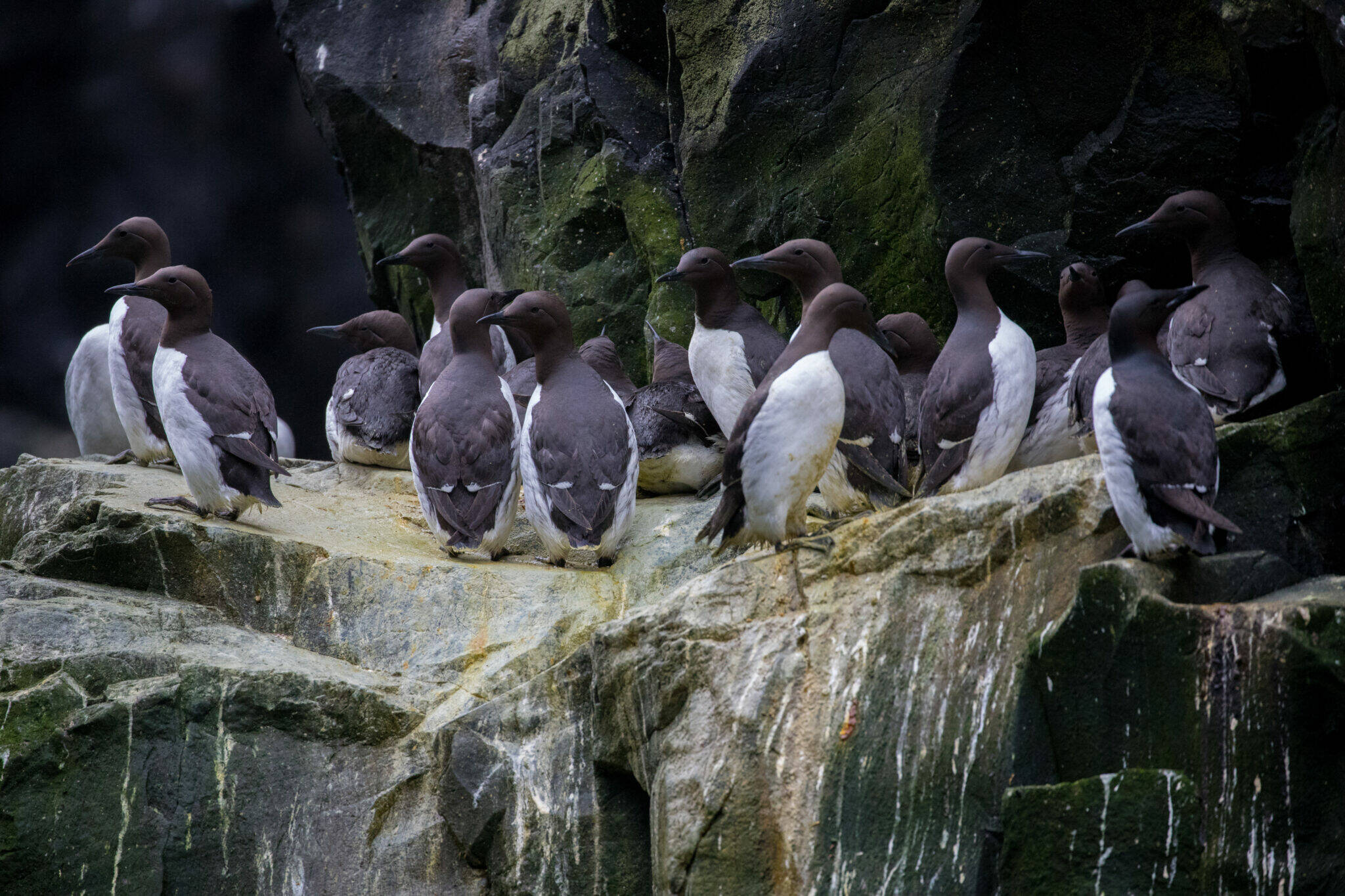 Common murres are clustered together on a cliff ledge in the Alaska Maritime National Wildlife Refuge on July 30, 2019. Annual monitoring of key nesting sites has found that the common murre population has yet to recover from the massive die-off caused by the marine heatwave known as the “Blob.” It was the biggest wildlife die-off in modern times, a new study says. (Photo by Brie Drummond/U.S. Fish and Wildlife Service)