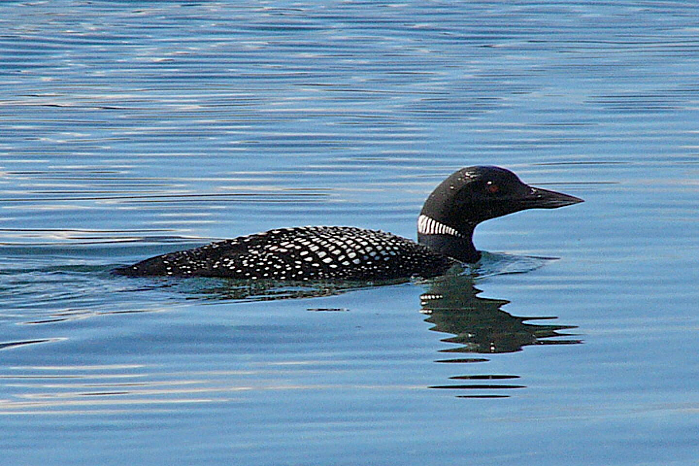 Juneau sees common loons more often in winter than summer, when they are nesting on lakes. (Photo by Bob Armstrong)