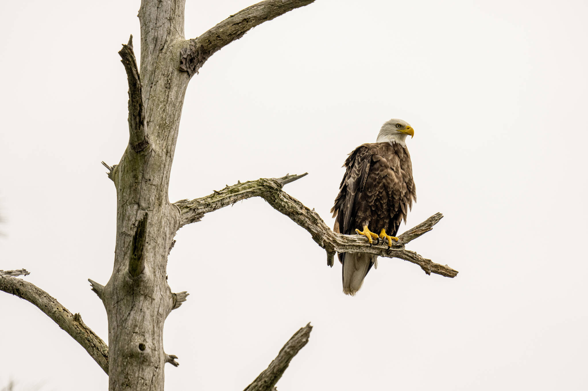 An American bald eagle perched in a tree on Buttons Creek, which is part of the Blackwater National Wildlife Refuge on Maryland’s Eastern Shore, June 14, 2022. The bald eagle became the national bird of the United States on Tuesday, Dec. 24, 2024. Once an endangered species in the U.S., the bald eagle represents “independence, strength, and freedom,” according to the bipartisan bill signed by President Biden. (Tony Cenicola/The New York Times)