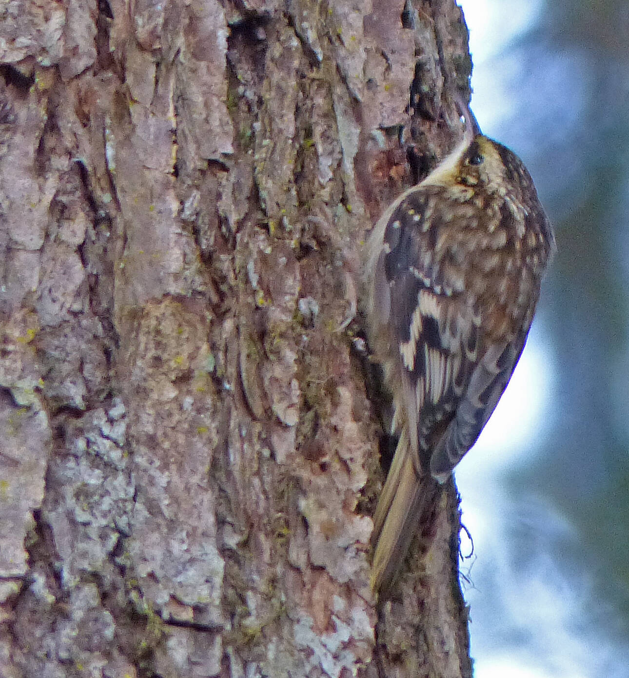 A brown creeper hops vertically up a tree trunk. (Photo by Bob Armstrong)