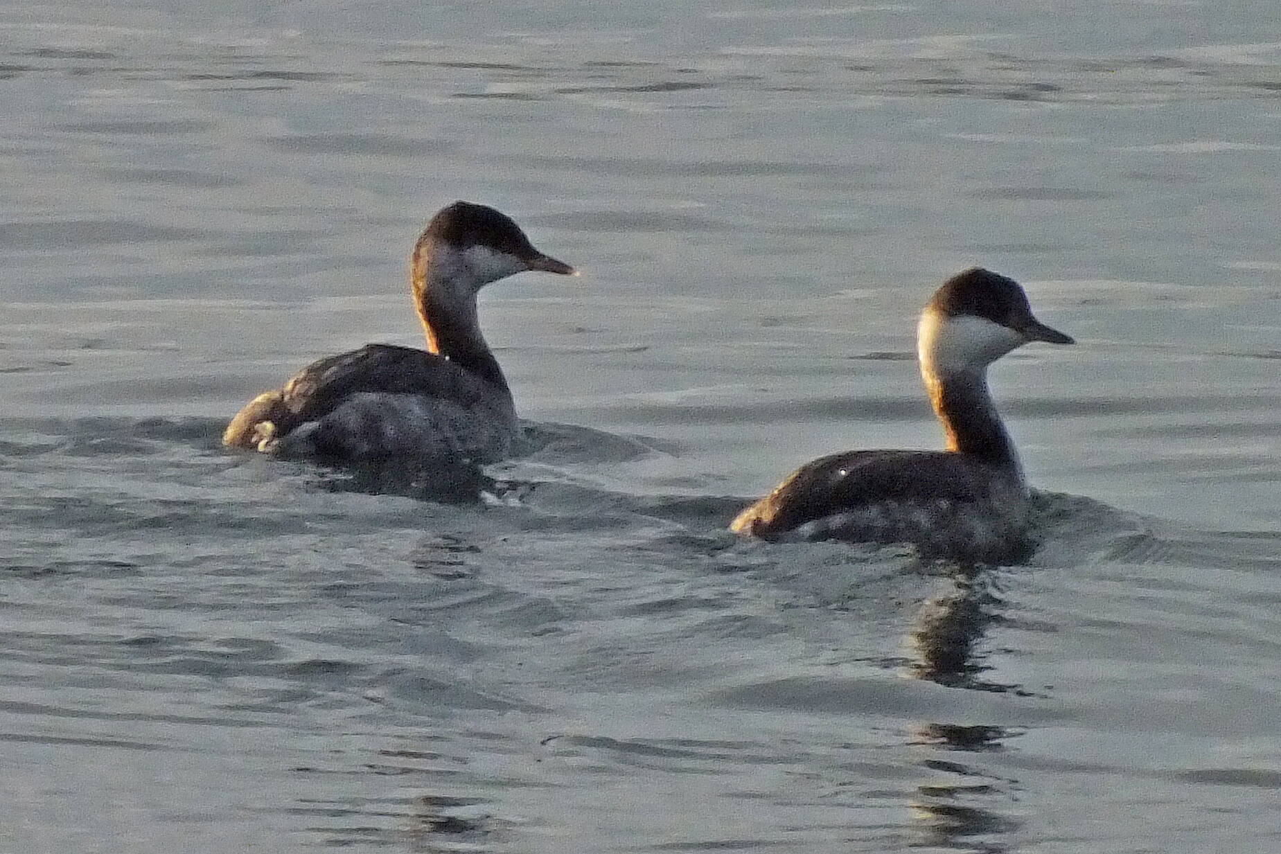 Horned grebes in winter plumage float on the tide. (Photo by Bob Armstrong)