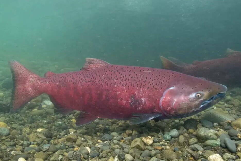 A Chinook salmon is seen in an undated photo. (Photo by Ryan Hagerty/USFWS)