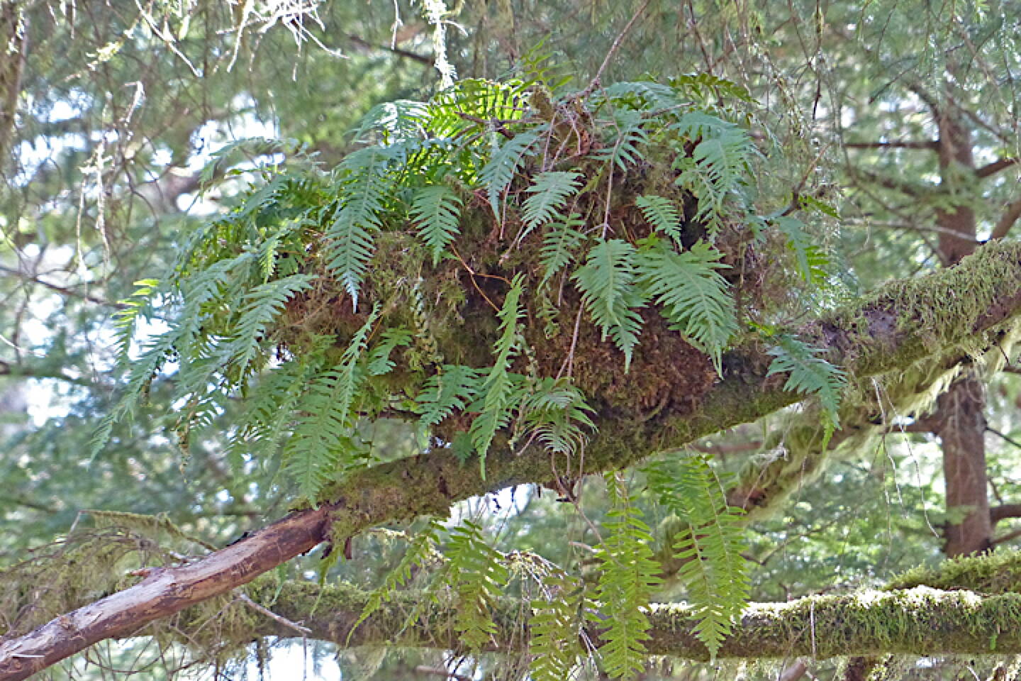 Licorice ferns often grow on tree trunks and branches. (Photo by Bob Armstrong)