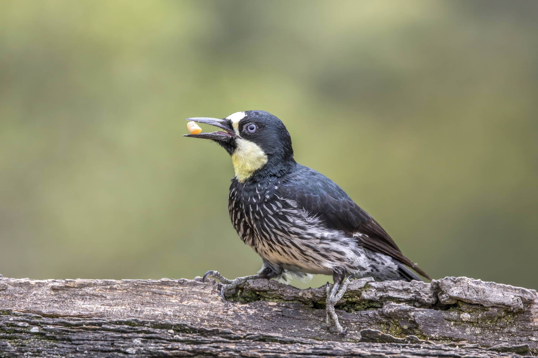 A female acorn woodpecker. (Charles J. Sharp / CC BY-SA 4.0)