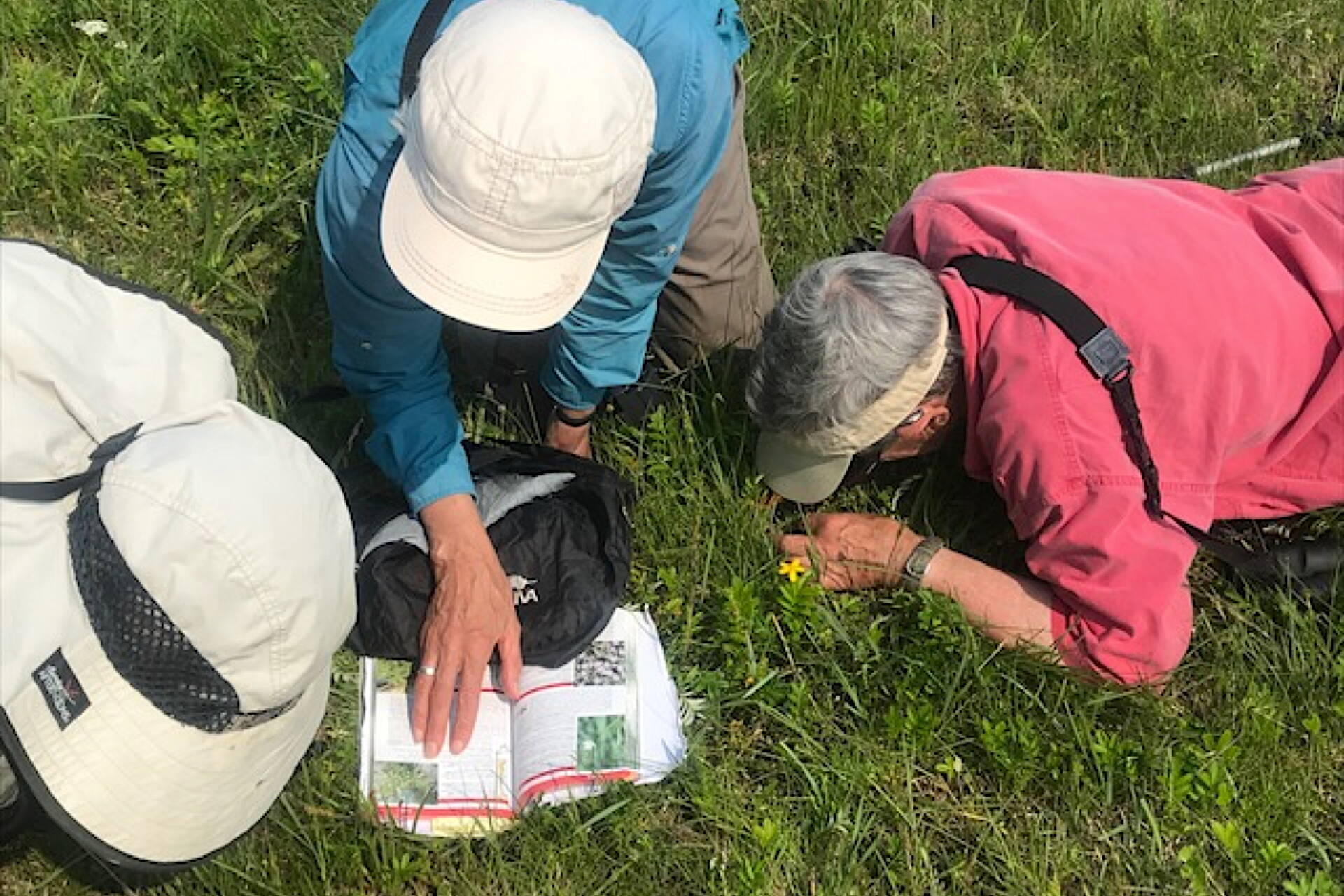 Naturalists try to identify a small plant — answering the “Who” question, with others to follow. (Photo by Mary Anne Slemmons)