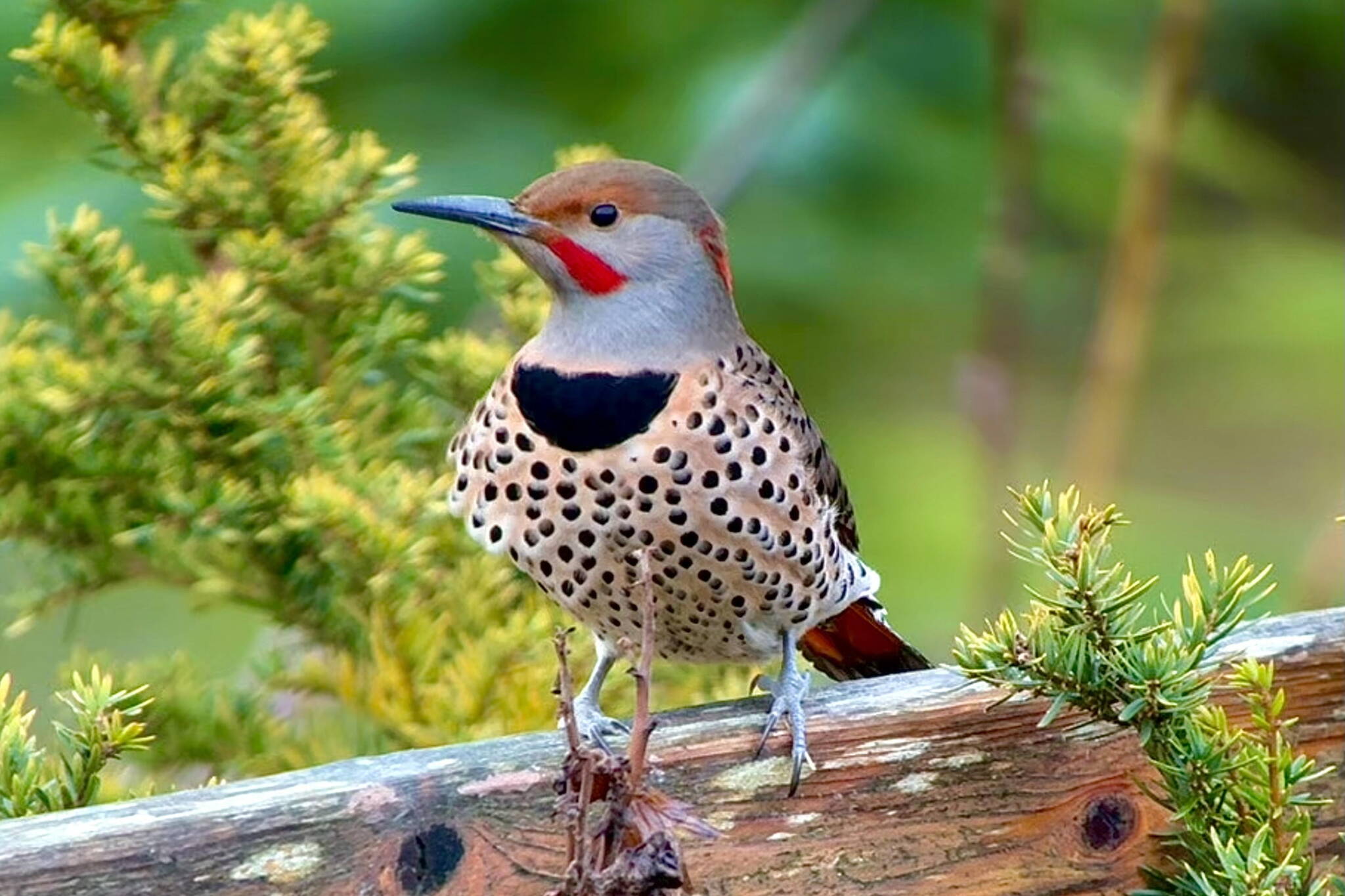 A male northern flicker shows his red mustache mark, identifying him as the red-shafted type. (Photo by Detlef Buettner)