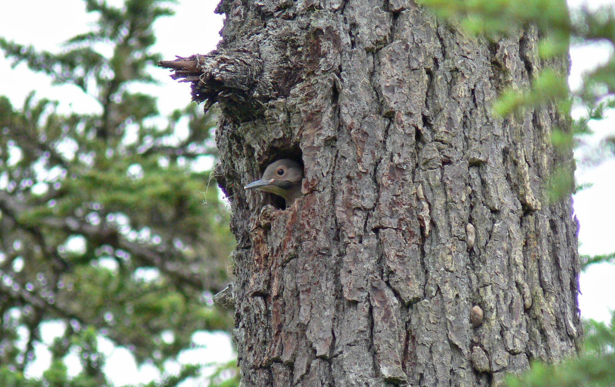 A female northern flicker sits in her nest cavity on Douglas in 2010, a rare nesting record for Juneau. (Photo by Bob Armstrong)