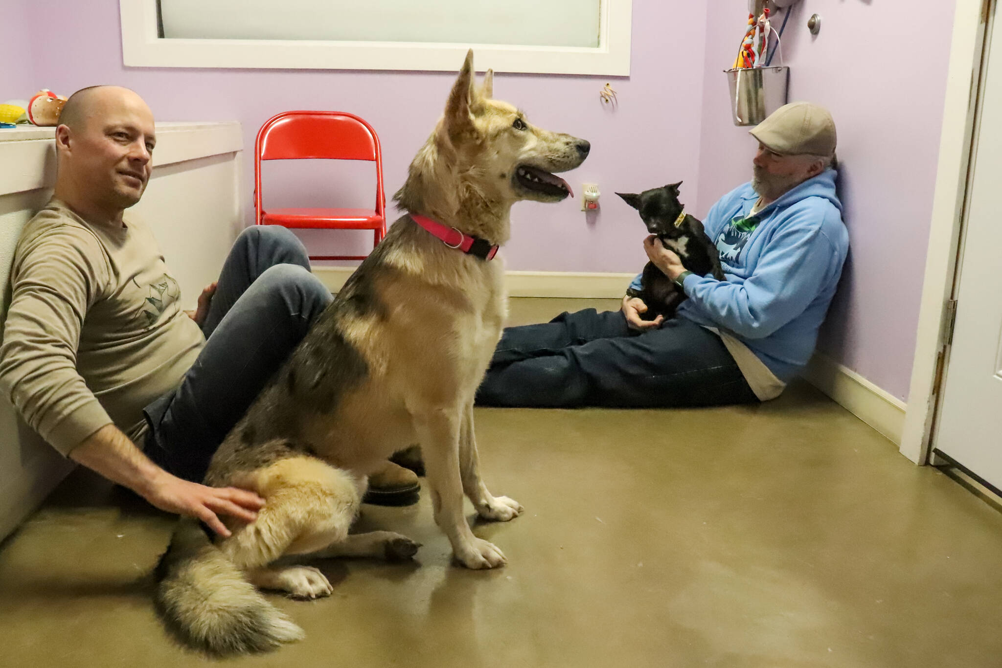 Thom Young sits with Pepper and Rick Driscoll sits with Homer in a dog visiting room at Juneau Animal Rescue on Jan. 28, 2025. (Jasz Garrett / Juneau Empire)