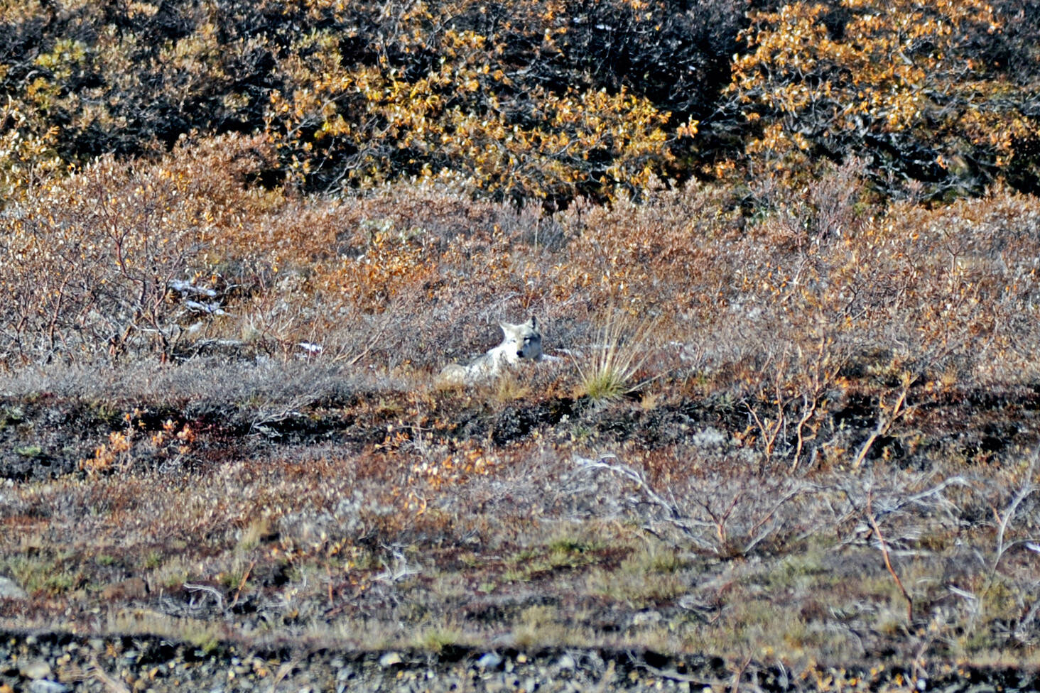 A wolf rests above the Toklat River in Denali National Park and Preserve. (Klas Stolpe)