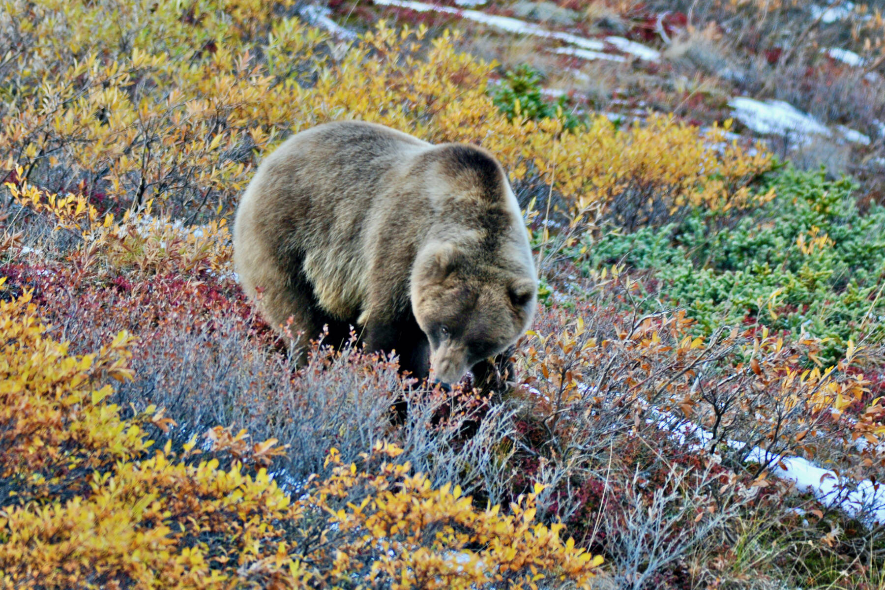 A brown bear forages in Denali National Park and Preserve. (Klas Stolpe)