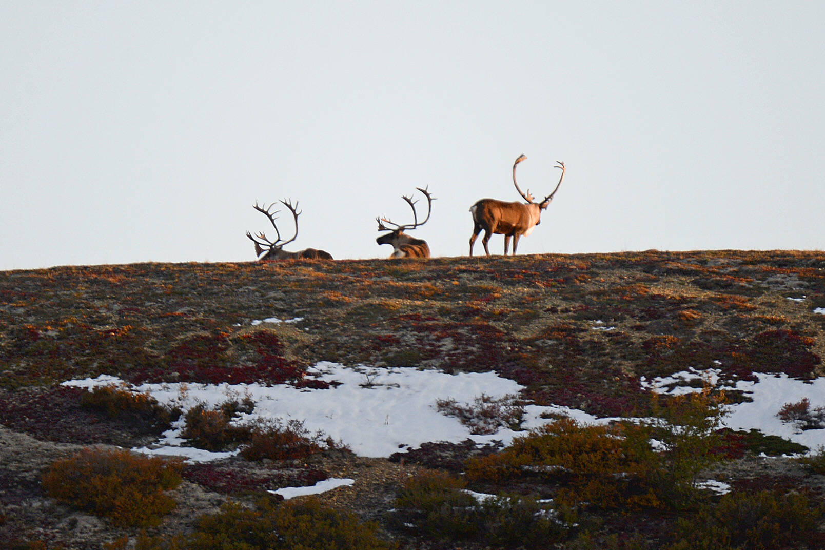 Caribou rest on a ridge in Denali National Park and Preserve. (Klas Stolpe)