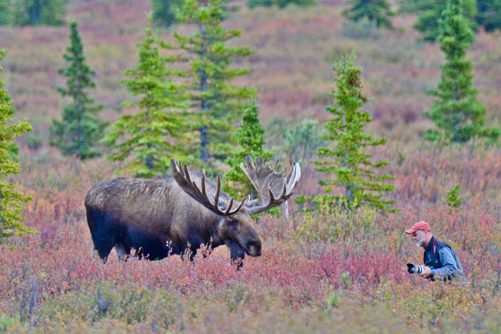 A photographer breaks Denali National Park and Preserve regulations on approaching a bull moose inside of 25 yards. (Klas Stolpe)