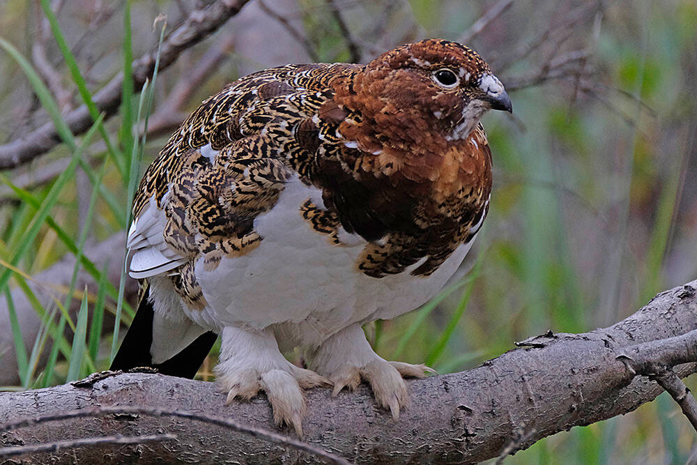 A willow ptarmigan in Denali National Park and Preserve. (Klas Stolpe)