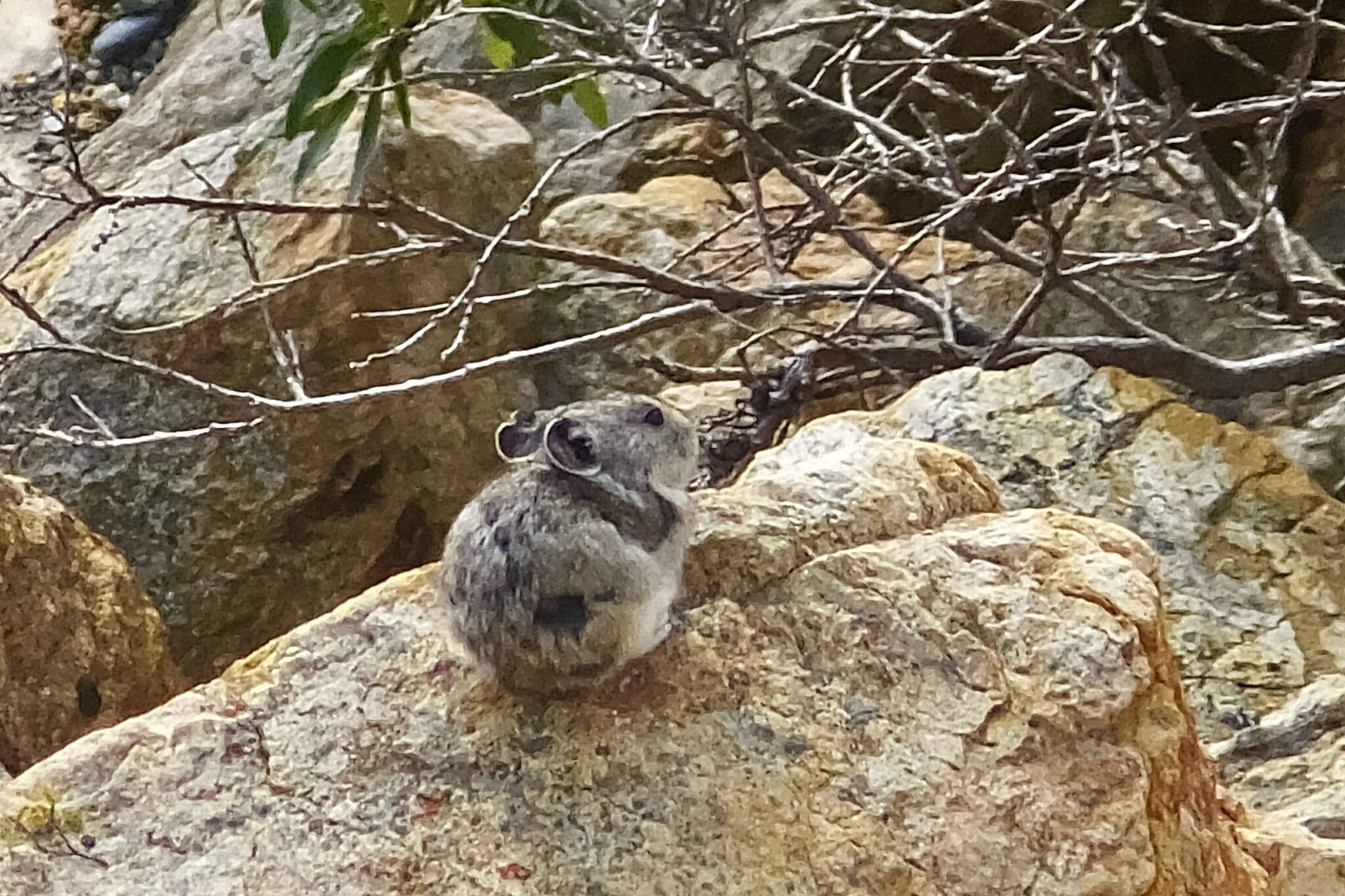 A pika rests in Denali National Park and Preserve. (Klas Stolpe)