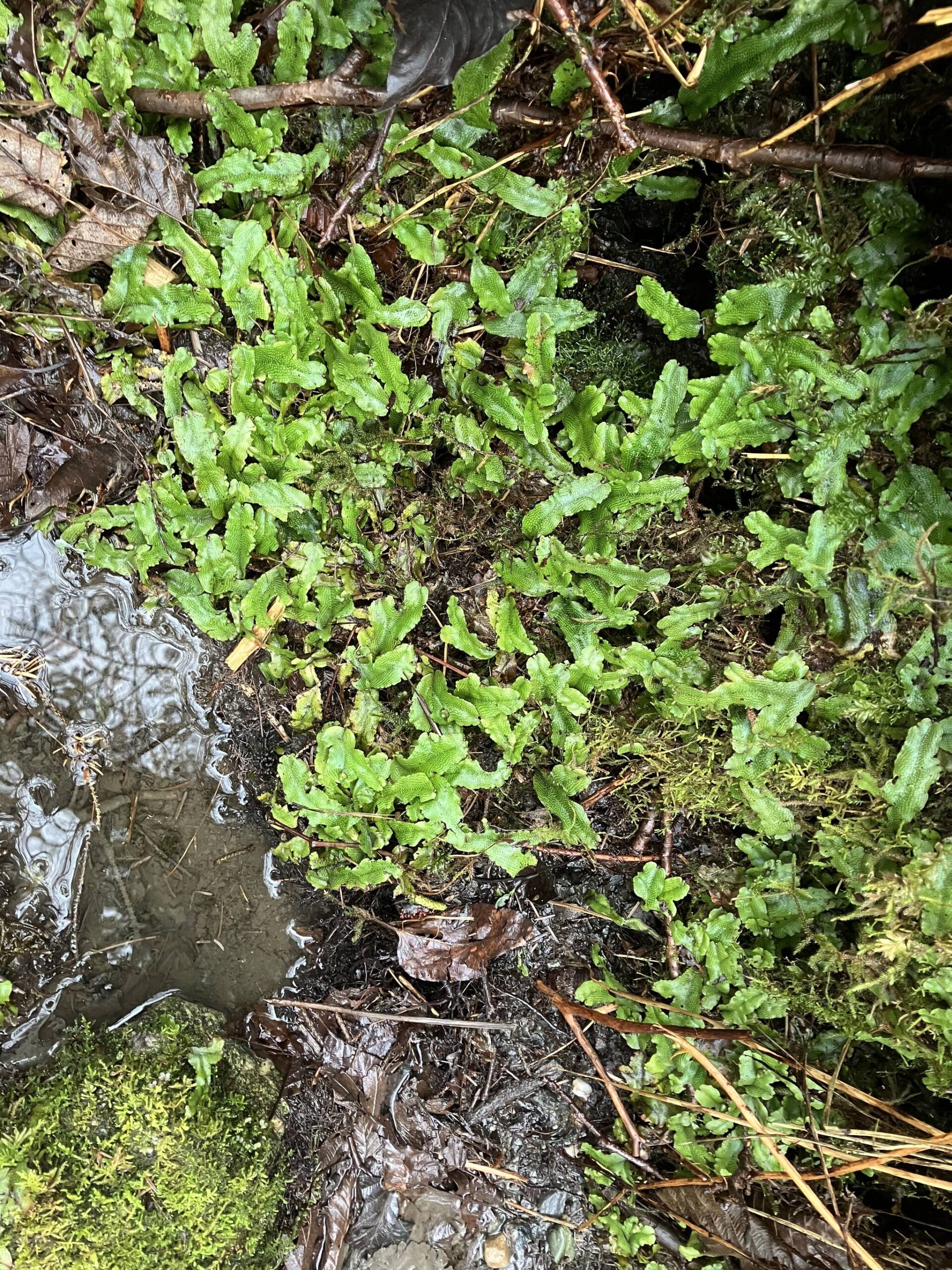 This liverwort is common along the Treadwell trail. (Photo by Mary F. Willson)