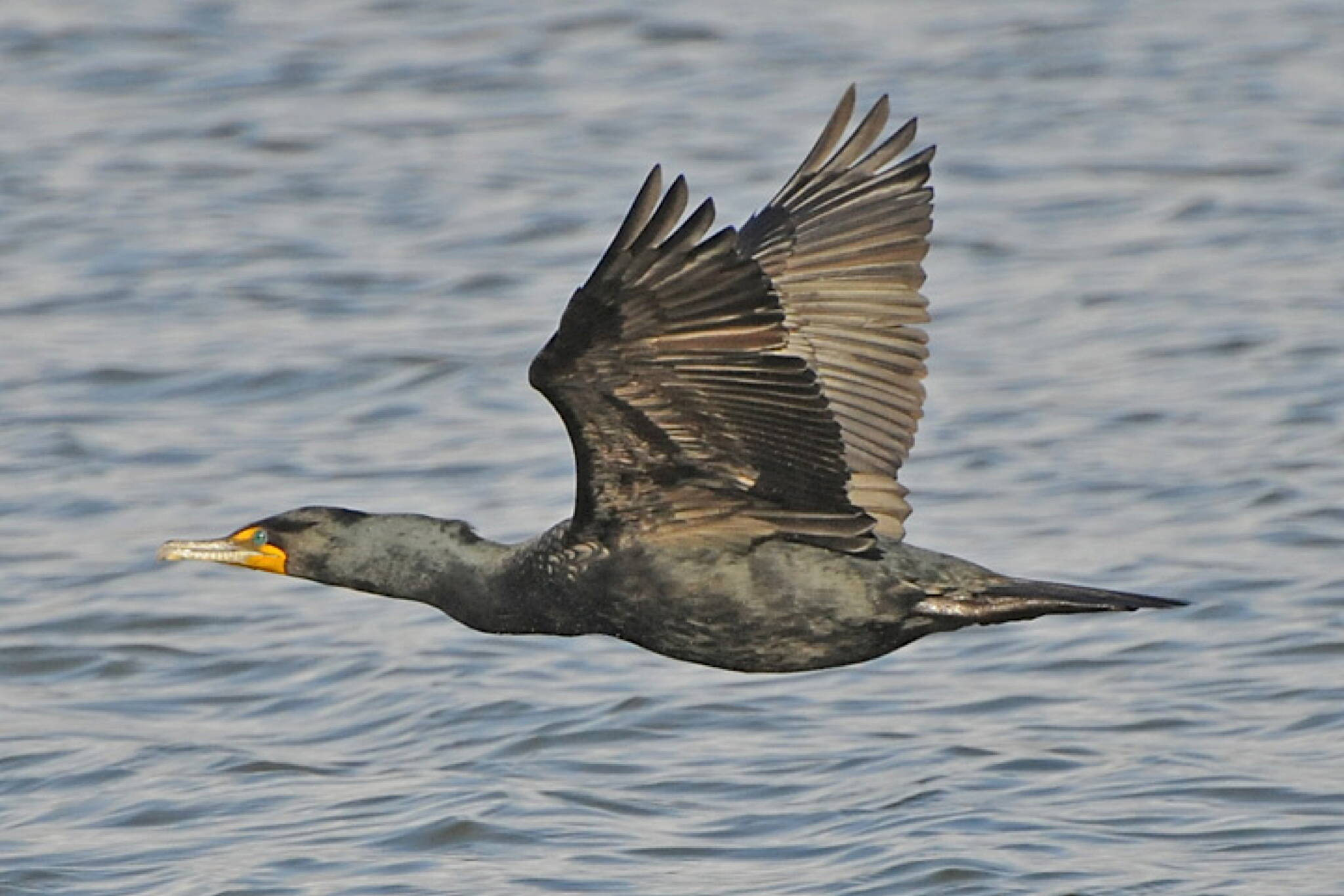 An adult double-crested cormorant flies low. (Photo by Bob Armstrong)