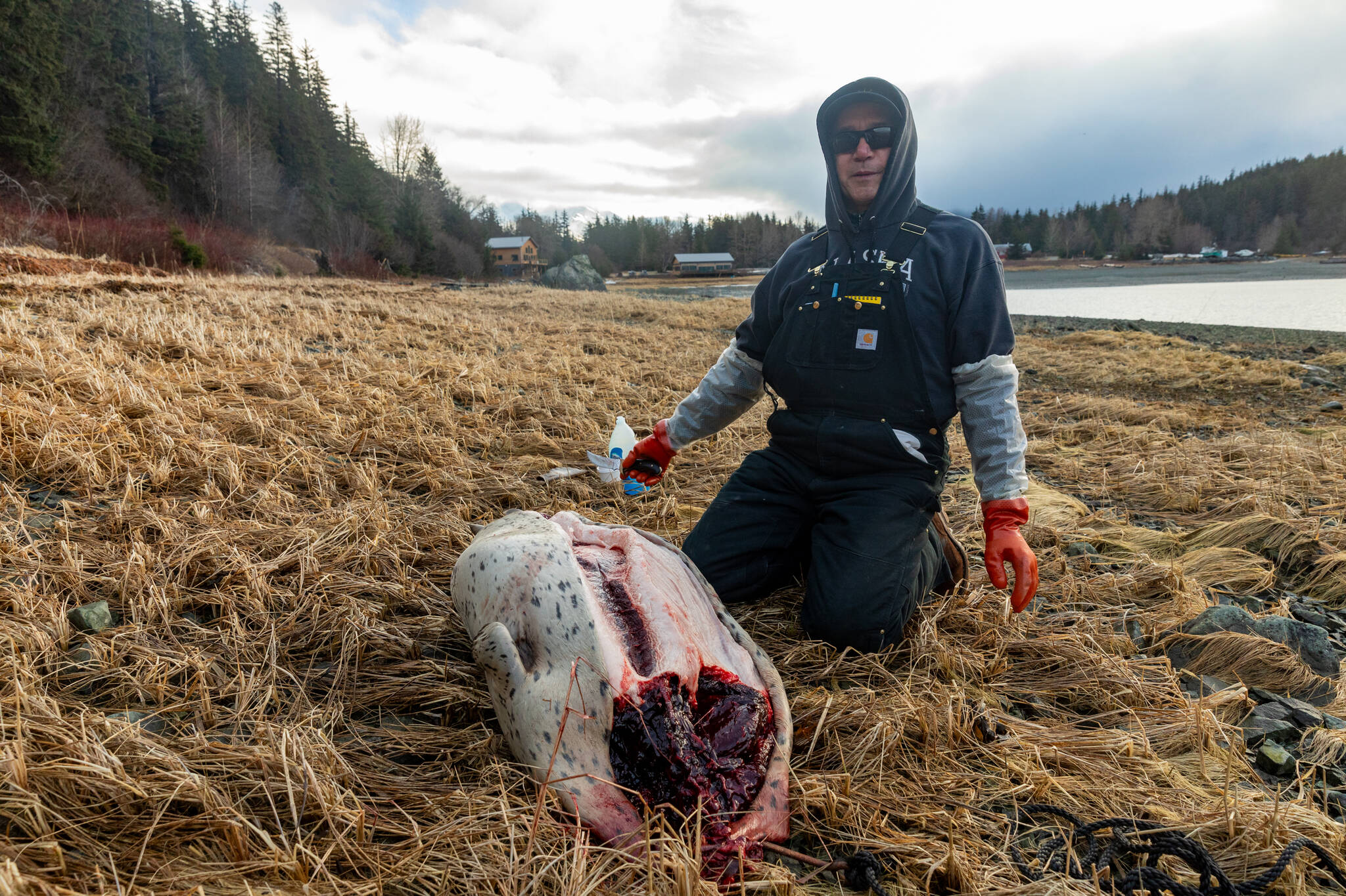 Tim Ackerman begins the process of removing a dead seal’s pelt on Friday, Jan. 24, 2025, on the Letnikof Cove shoreline. (Rashah McChesney/Chilkat Valley News)